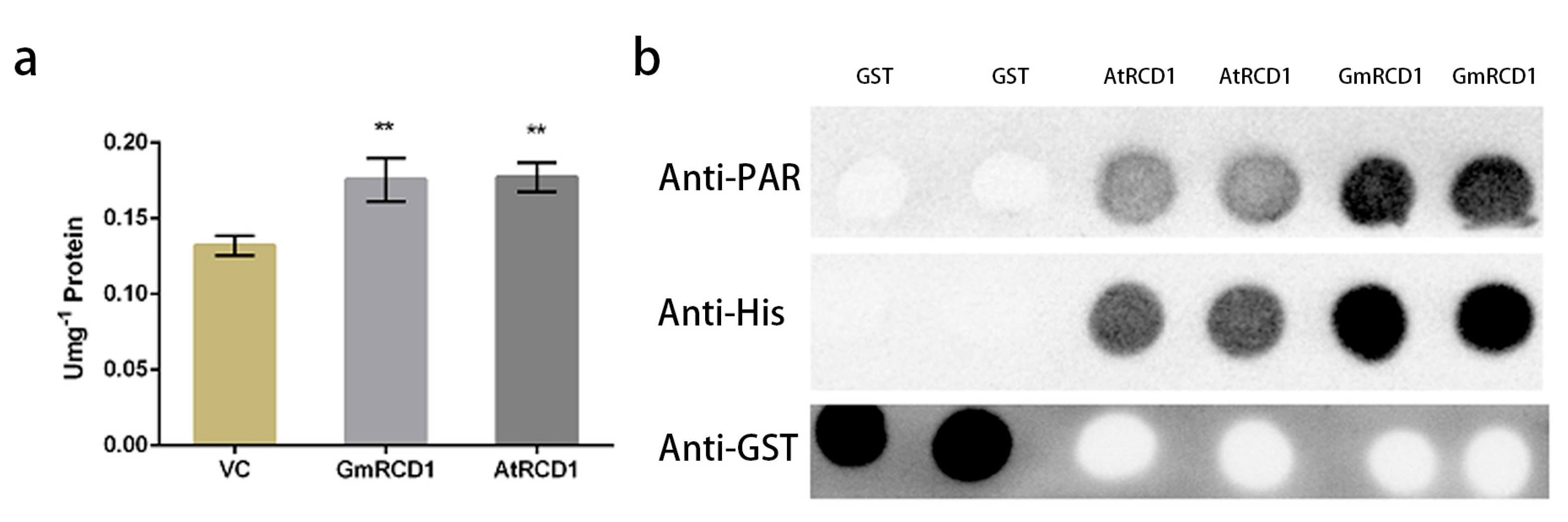 Ijms 26 07760 g006 Ijms 26 07760 g006