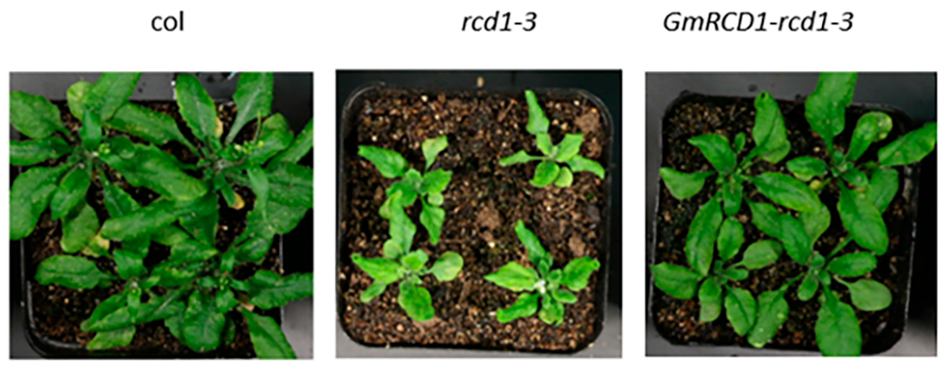 Ijms 26 07760 g0a1 Ijms 26 07760 g0a1