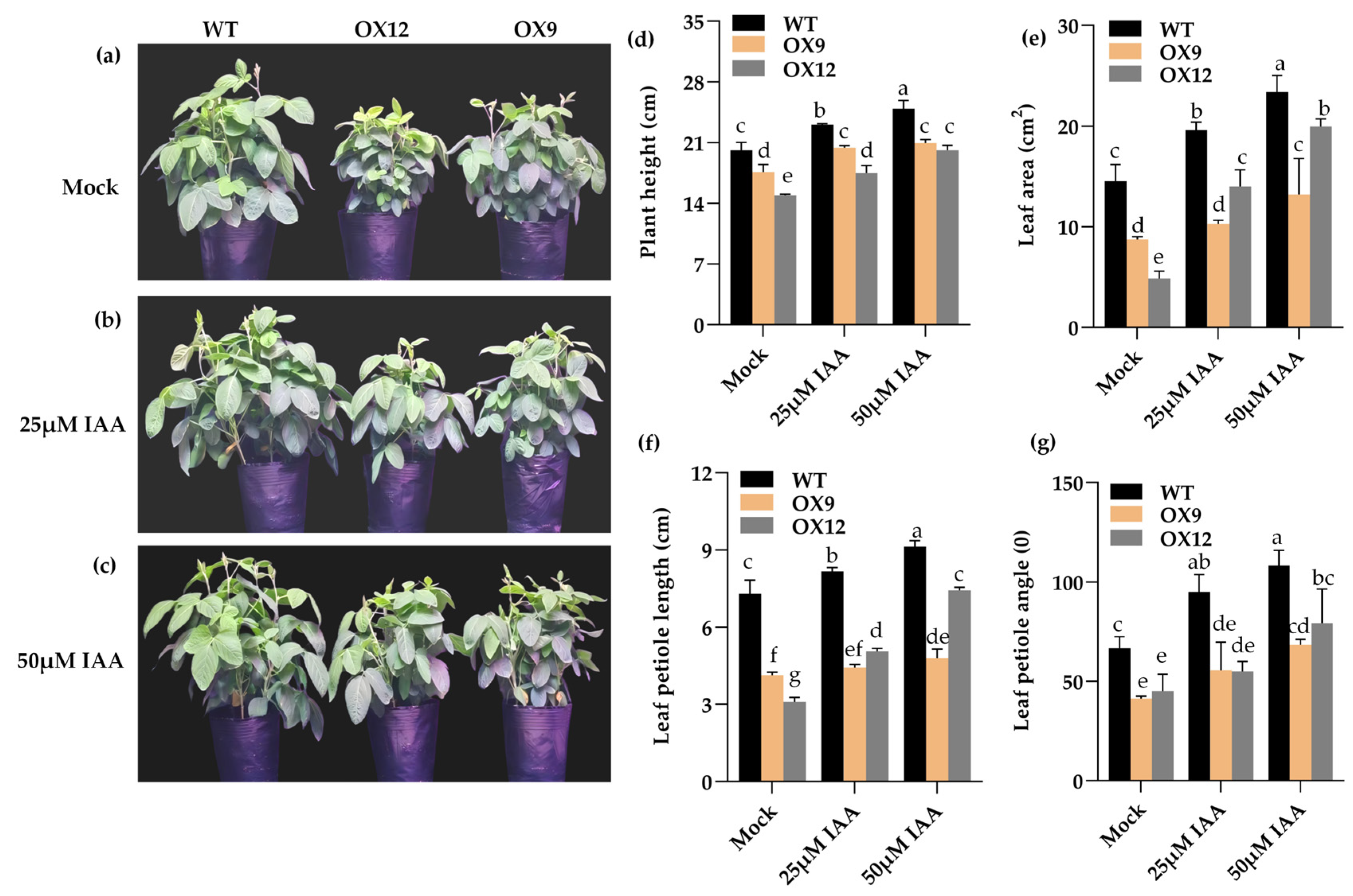 Ijms 26 07763 g002 Ijms 26 07763 g002