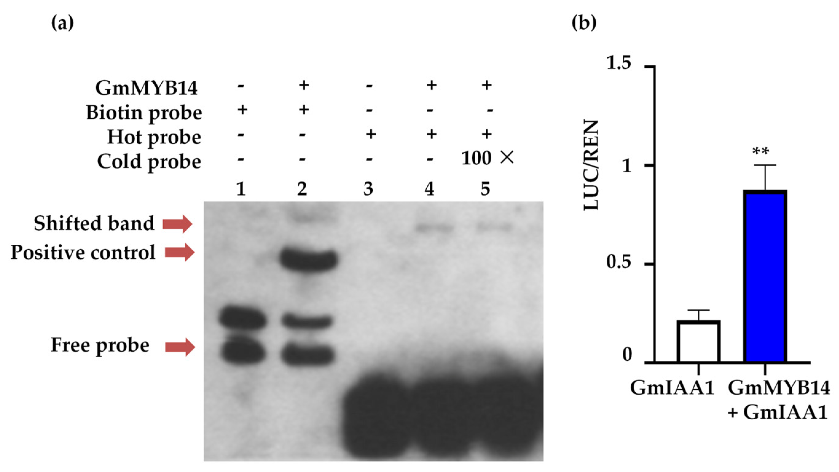 Ijms 26 07763 g004 Ijms 26 07763 g004