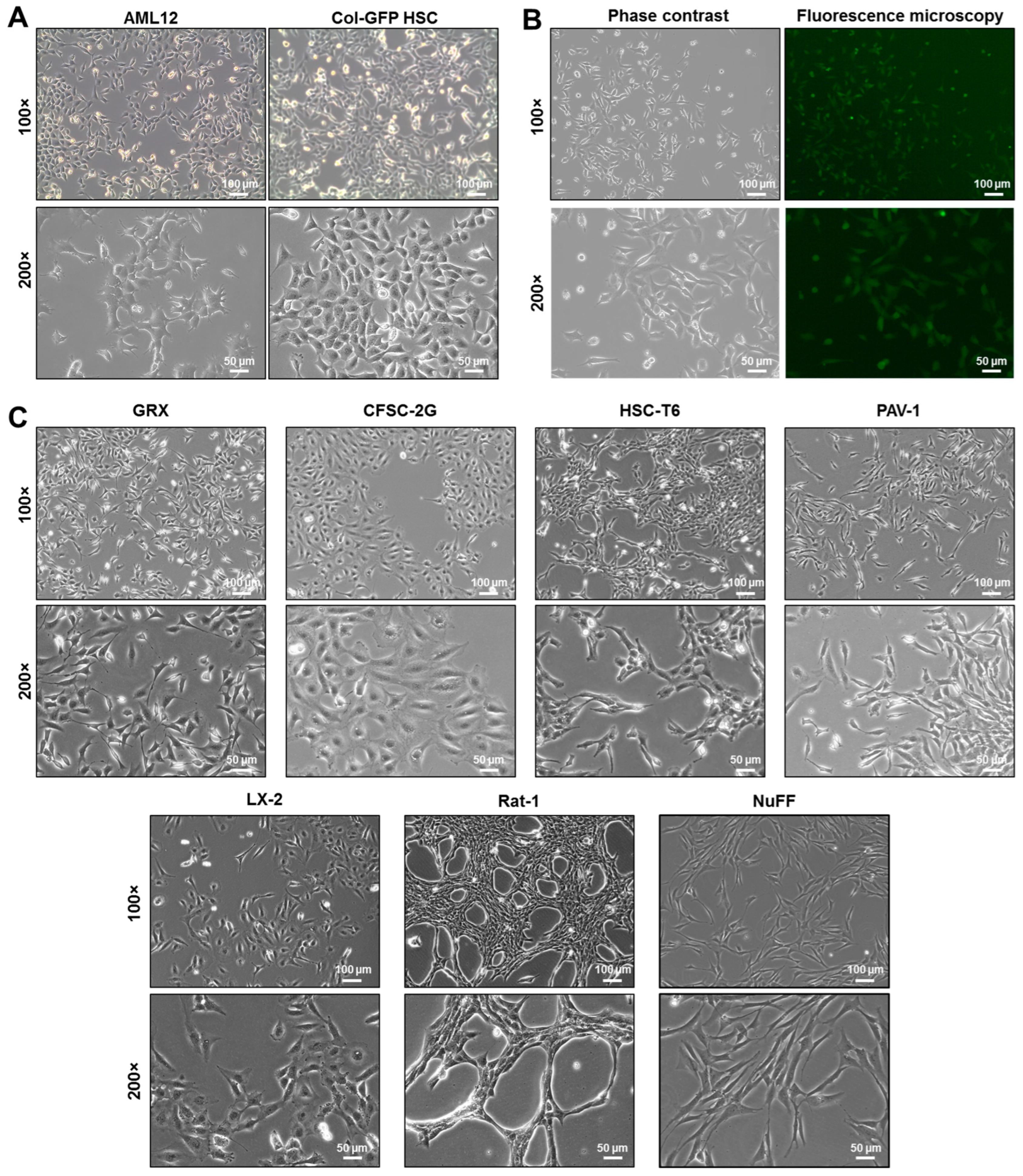 Ijms 26 07764 g001 Ijms 26 07764 g001