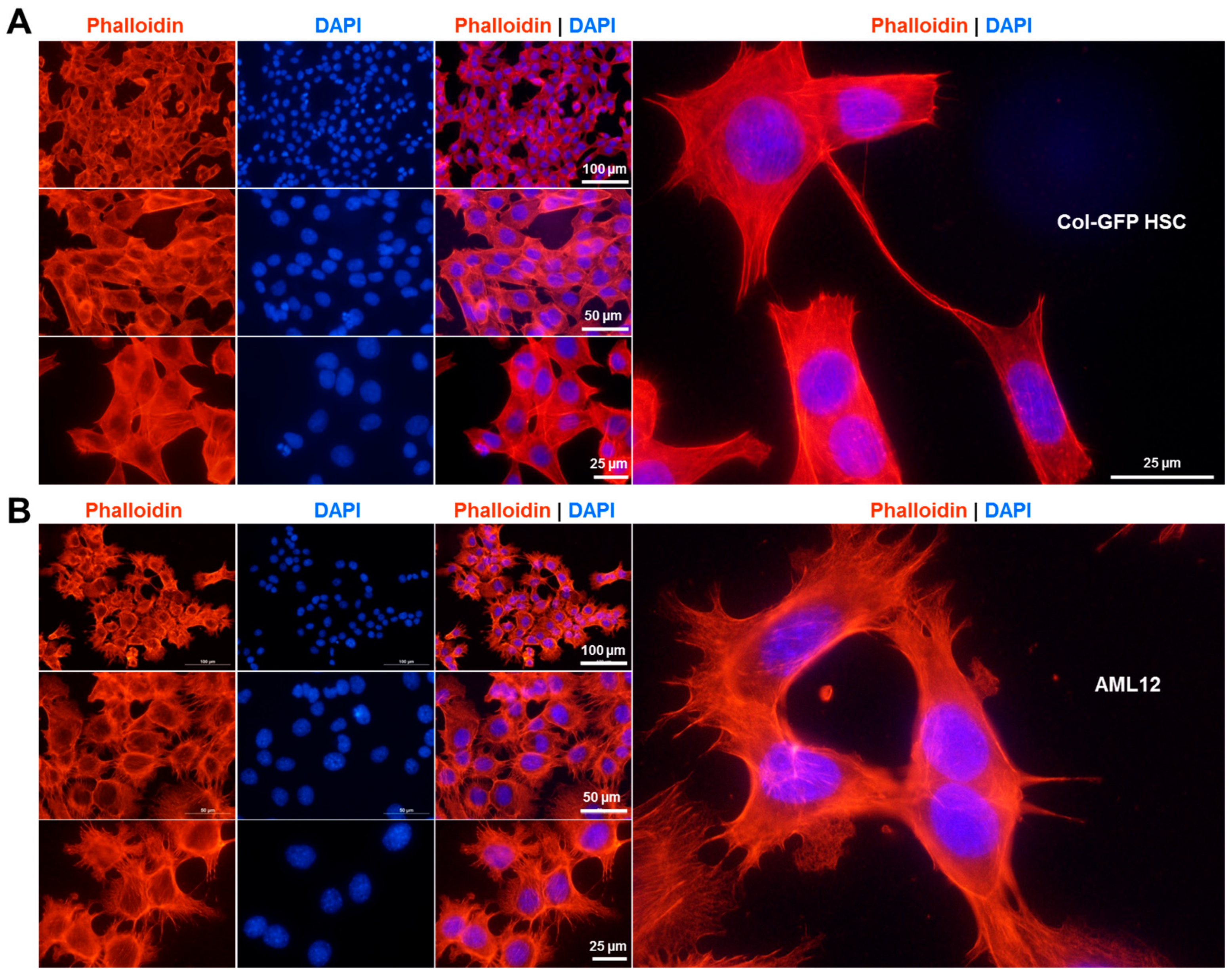 Ijms 26 07764 g002 Ijms 26 07764 g002