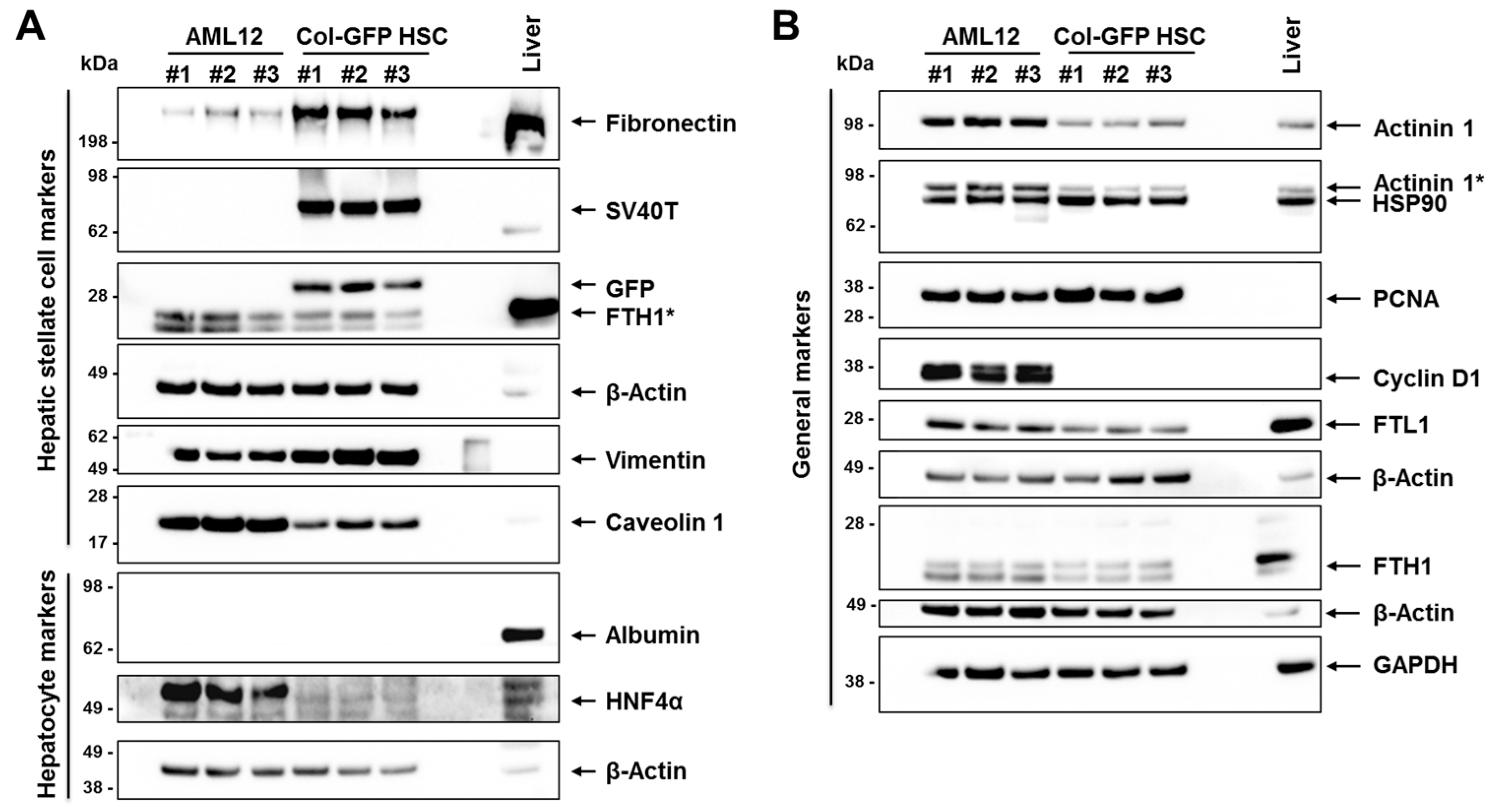 Ijms 26 07764 g006 Ijms 26 07764 g006