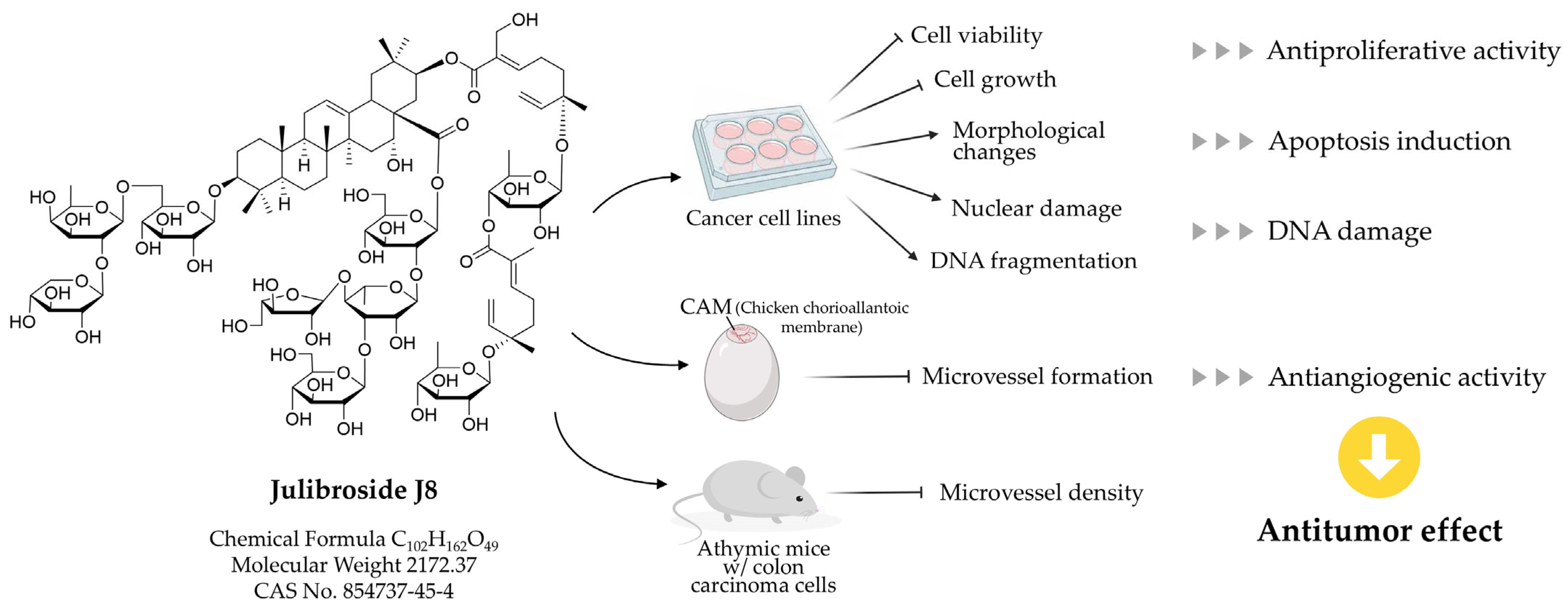 Ijms 26 07778 g003 Ijms 26 07778 g003