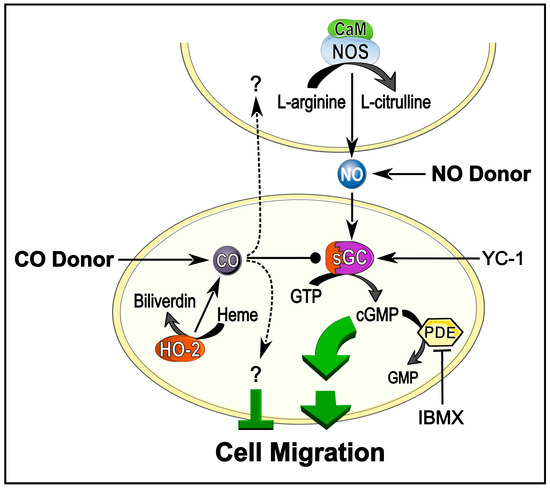 How Do Immature Neurons Travel to Their Destination: Unveiling the Journey