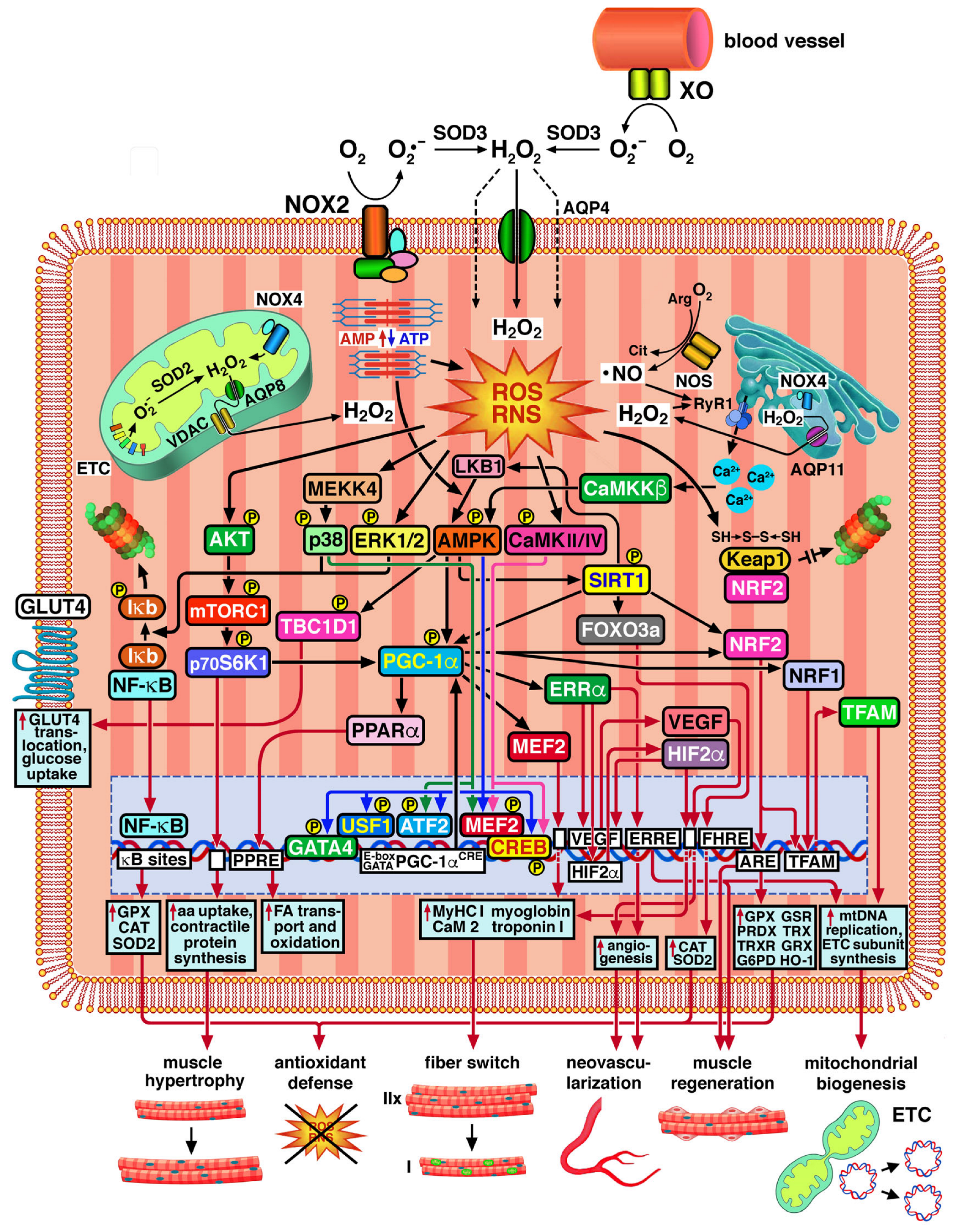 Ijms 26 07787 g001 Ijms 26 07787 g001