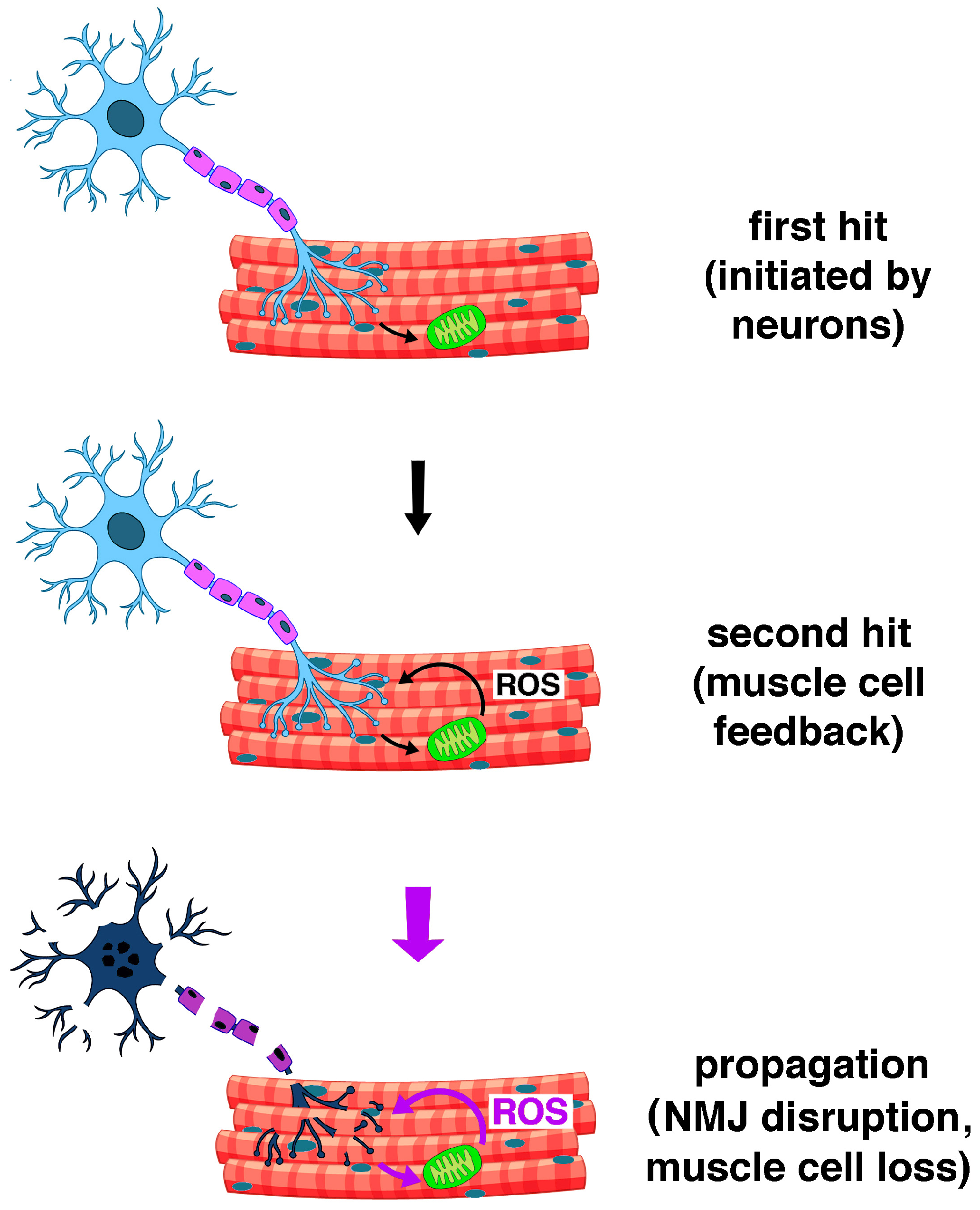 Ijms 26 07787 g002 Ijms 26 07787 g002