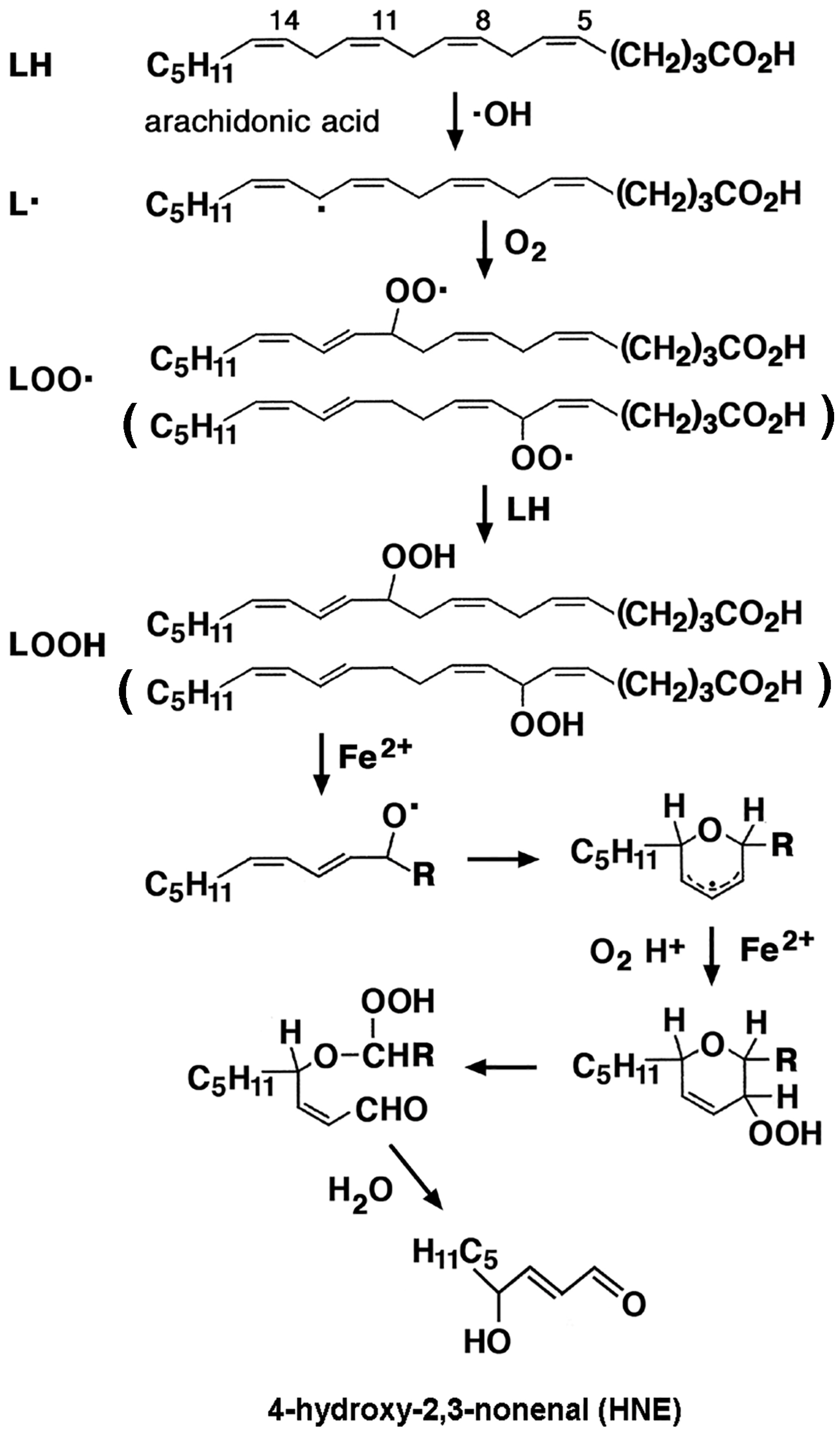 Ijms 26 07787 g003 Ijms 26 07787 g003