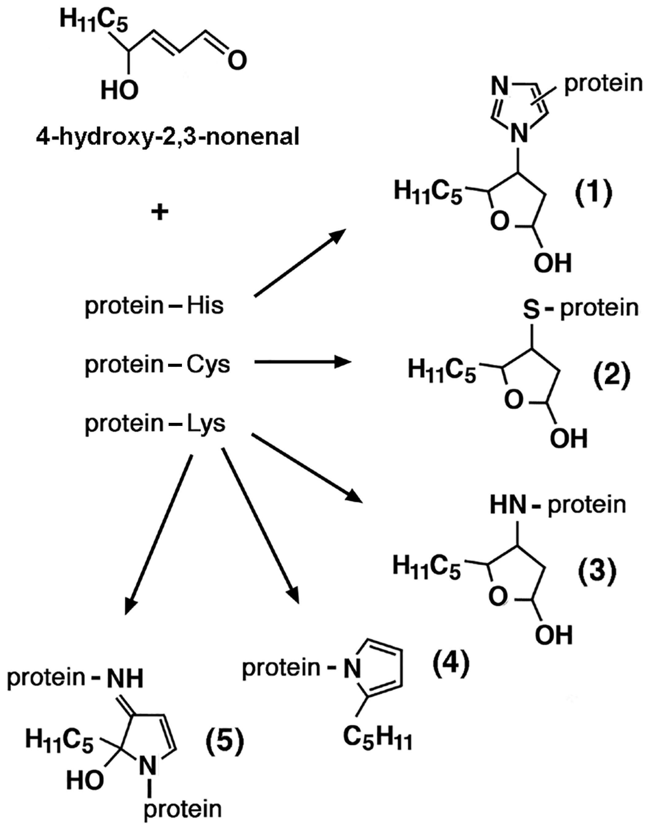 Ijms 26 07787 g004 Ijms 26 07787 g004