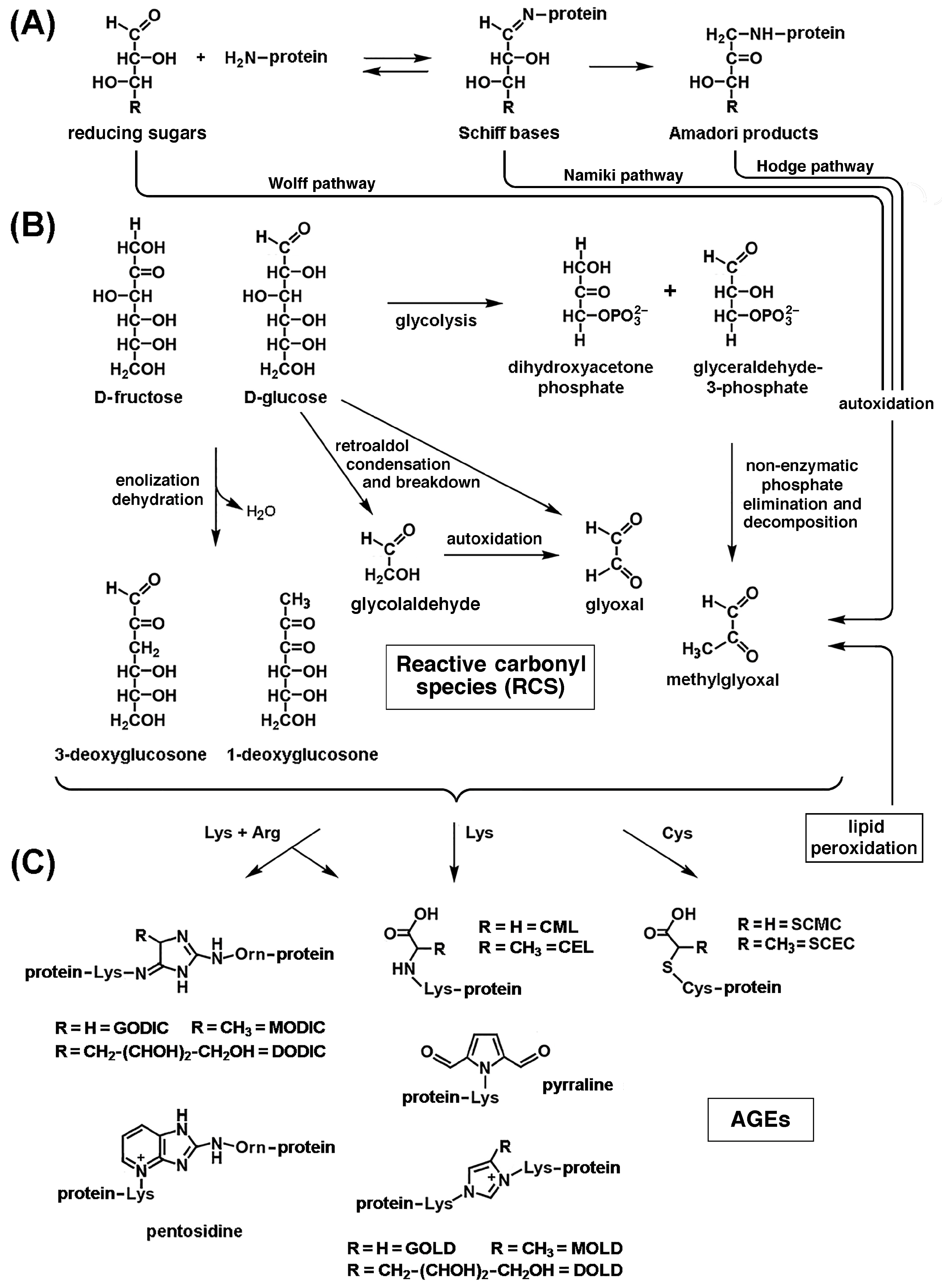 Ijms 26 07787 g005 Ijms 26 07787 g005