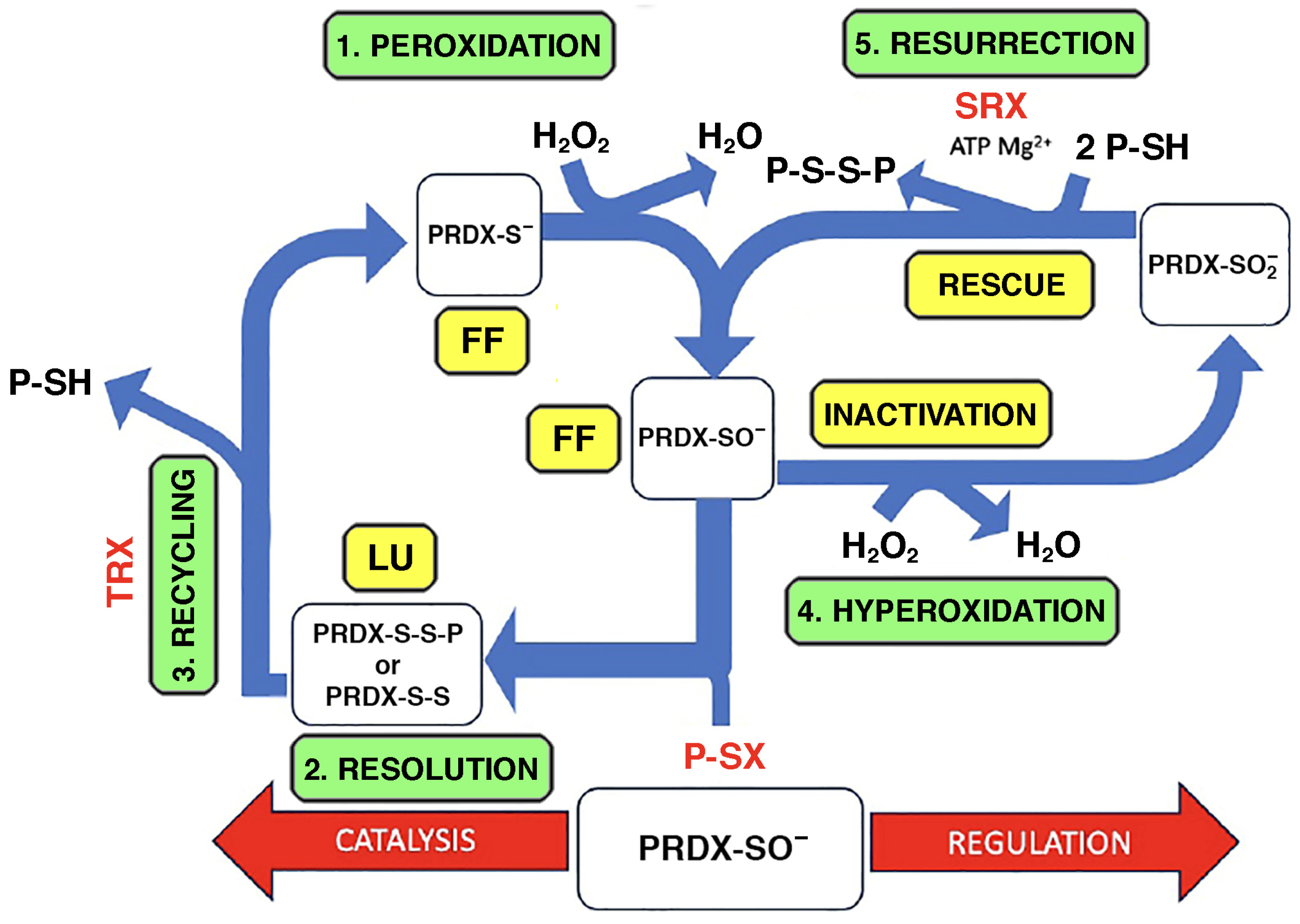 Ijms 26 07787 g006 Ijms 26 07787 g006