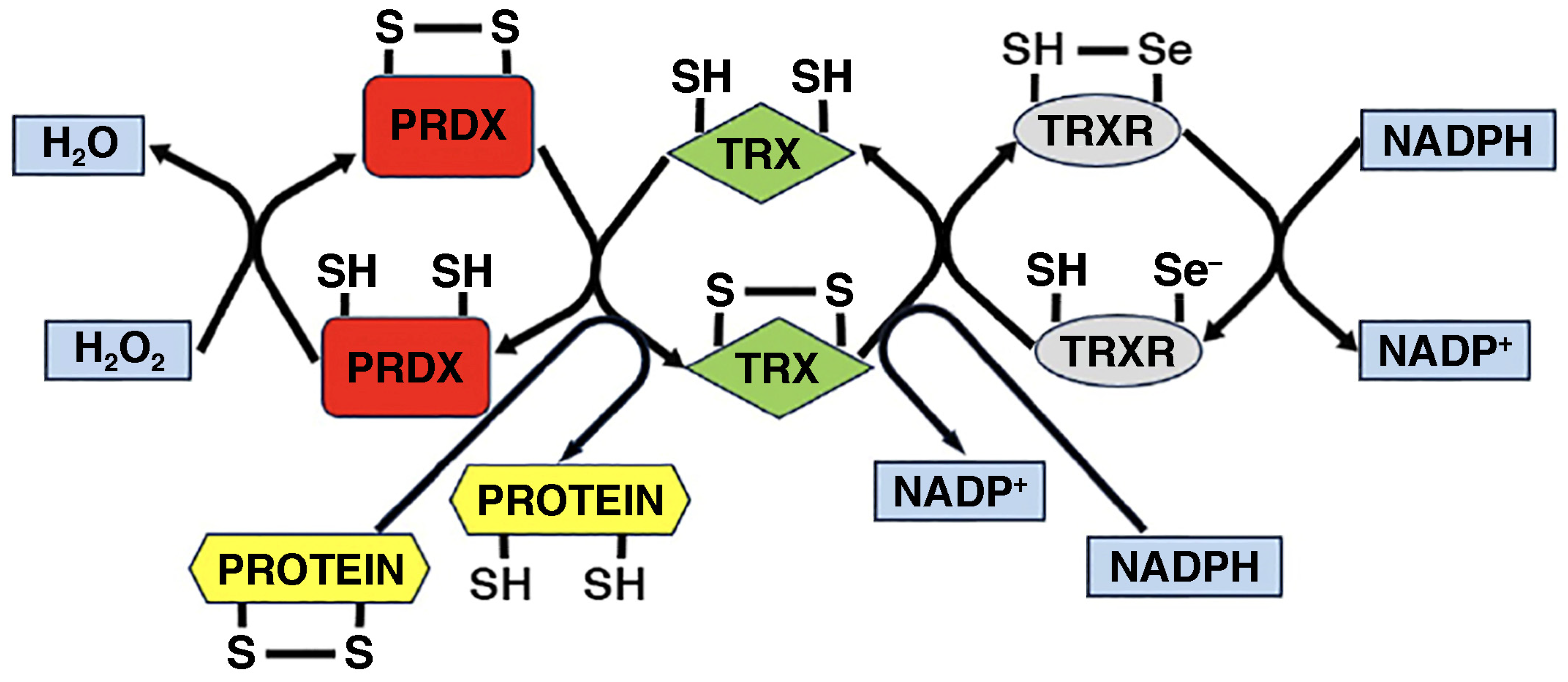 Ijms 26 07787 g007 Ijms 26 07787 g007