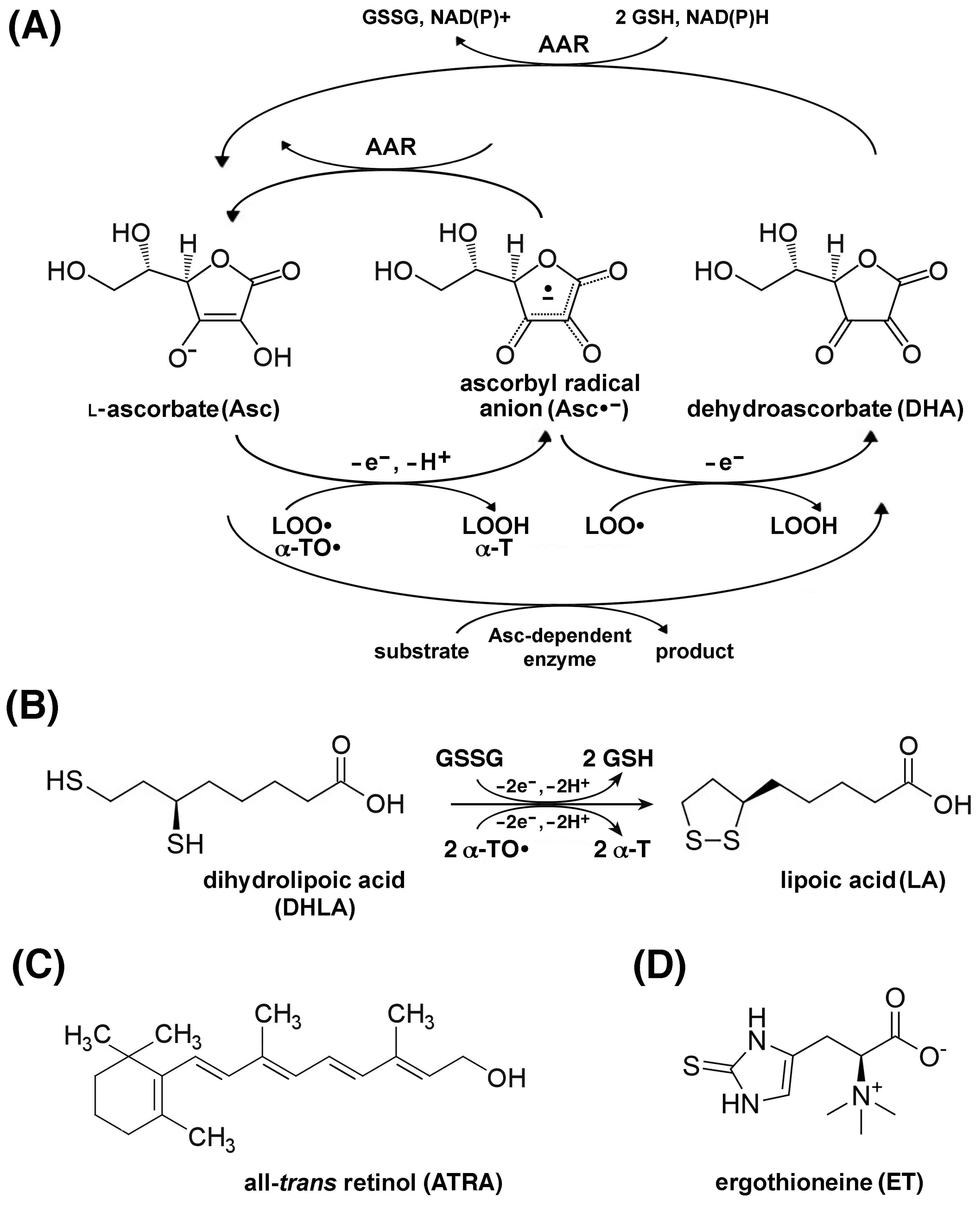 Ijms 26 07787 g010 Ijms 26 07787 g010