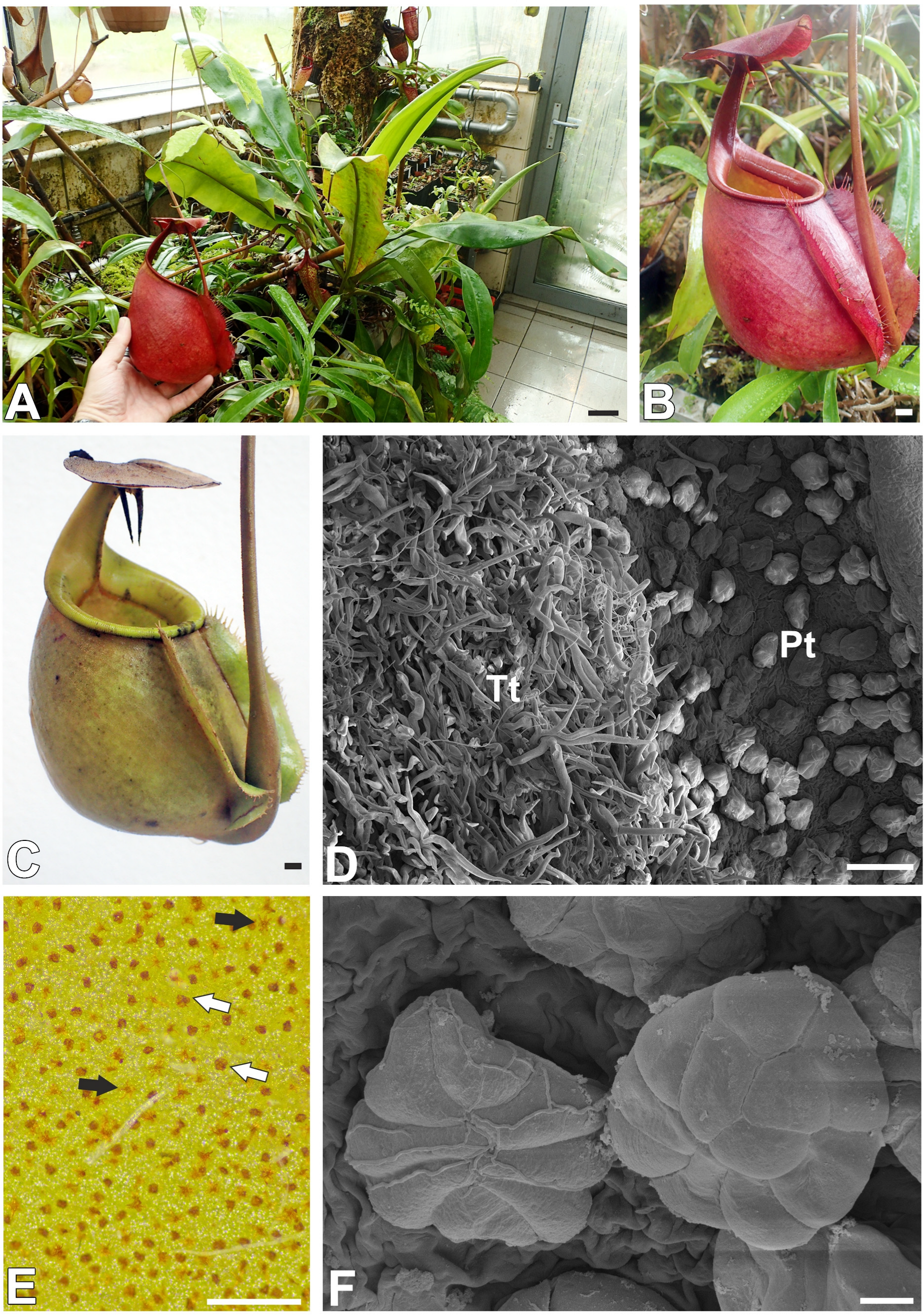 Ijms 26 07788 g001 Ijms 26 07788 g001