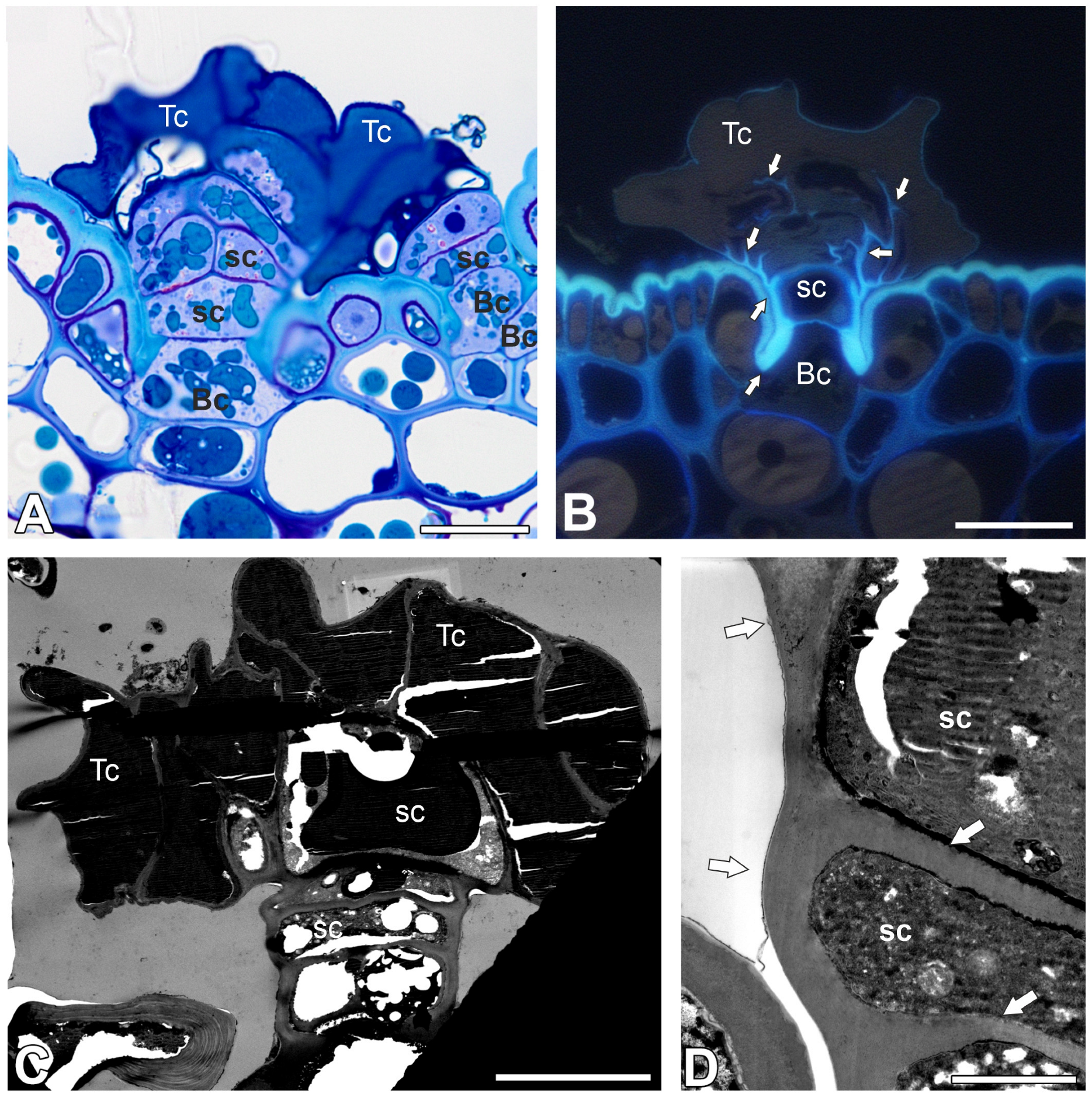 Ijms 26 07788 g002 Ijms 26 07788 g002