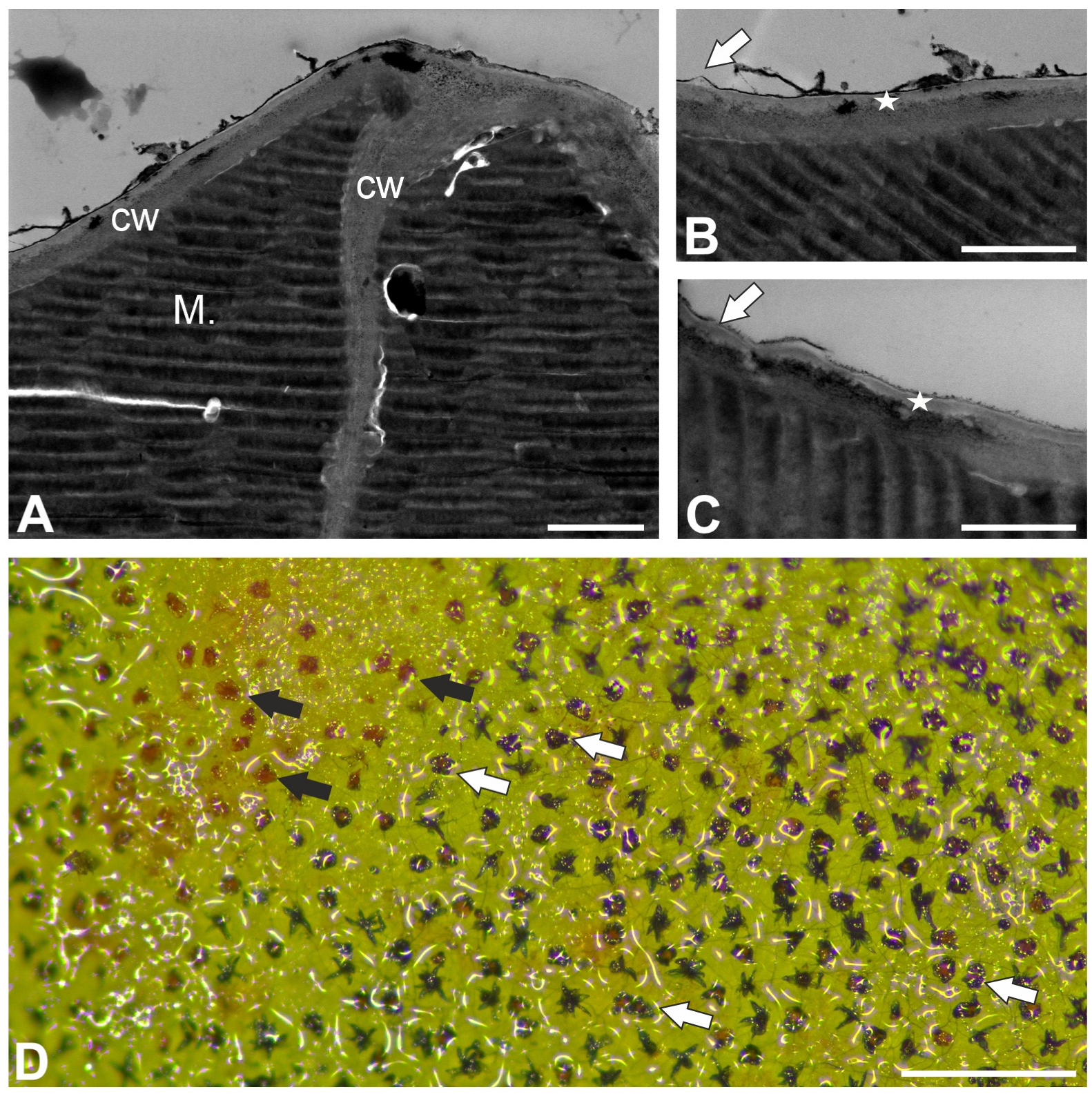 Ijms 26 07788 g003 Ijms 26 07788 g003