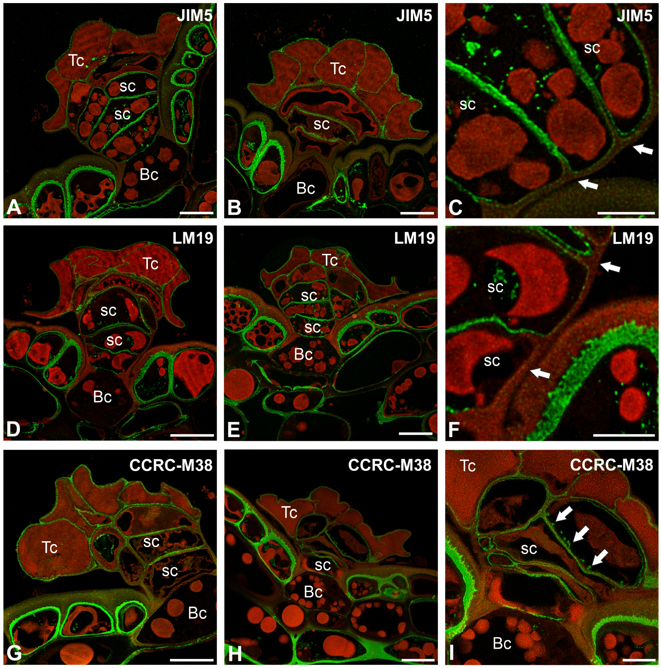 Ijms 26 07788 g004 Ijms 26 07788 g004