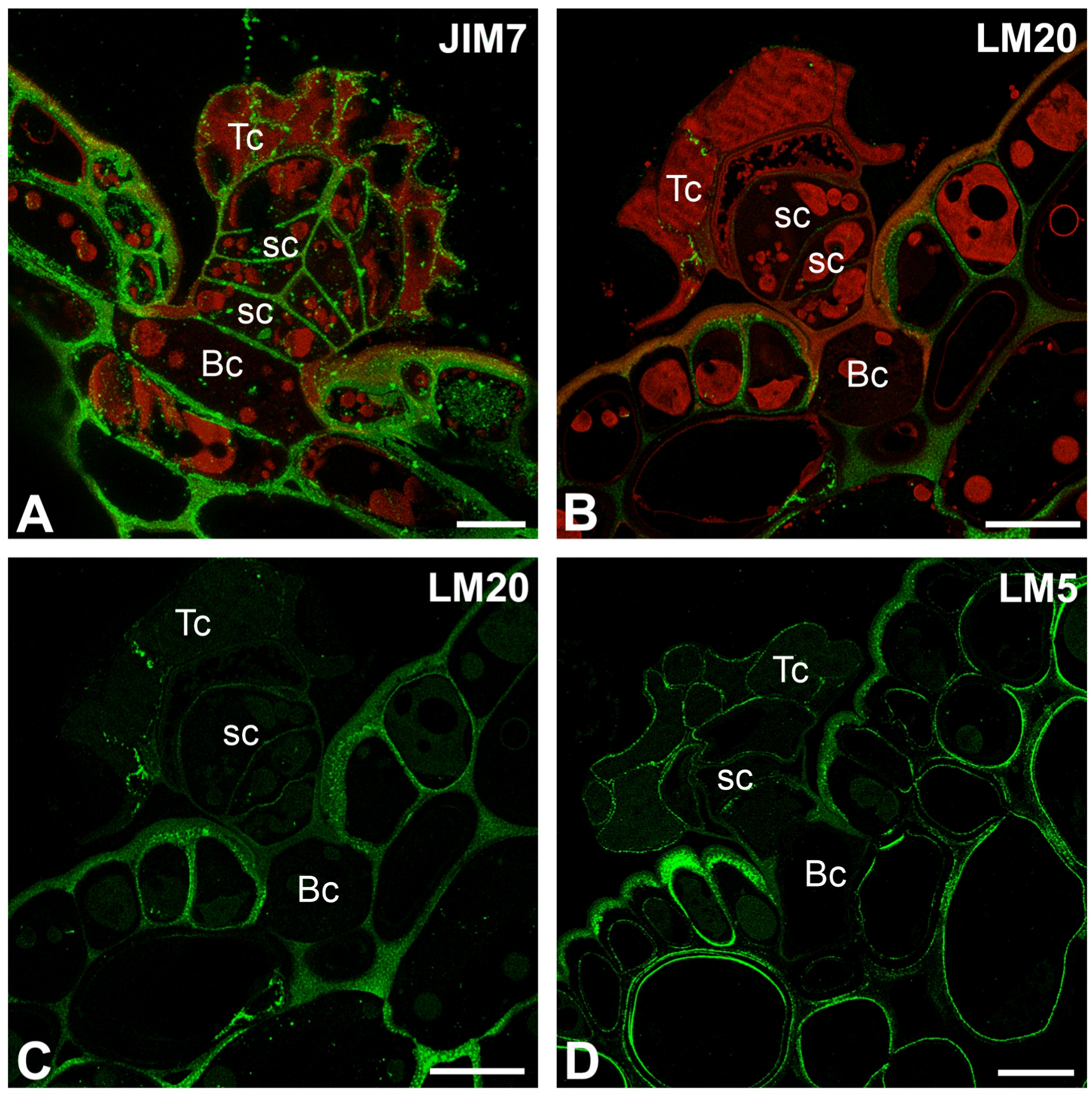 Ijms 26 07788 g005 Ijms 26 07788 g005