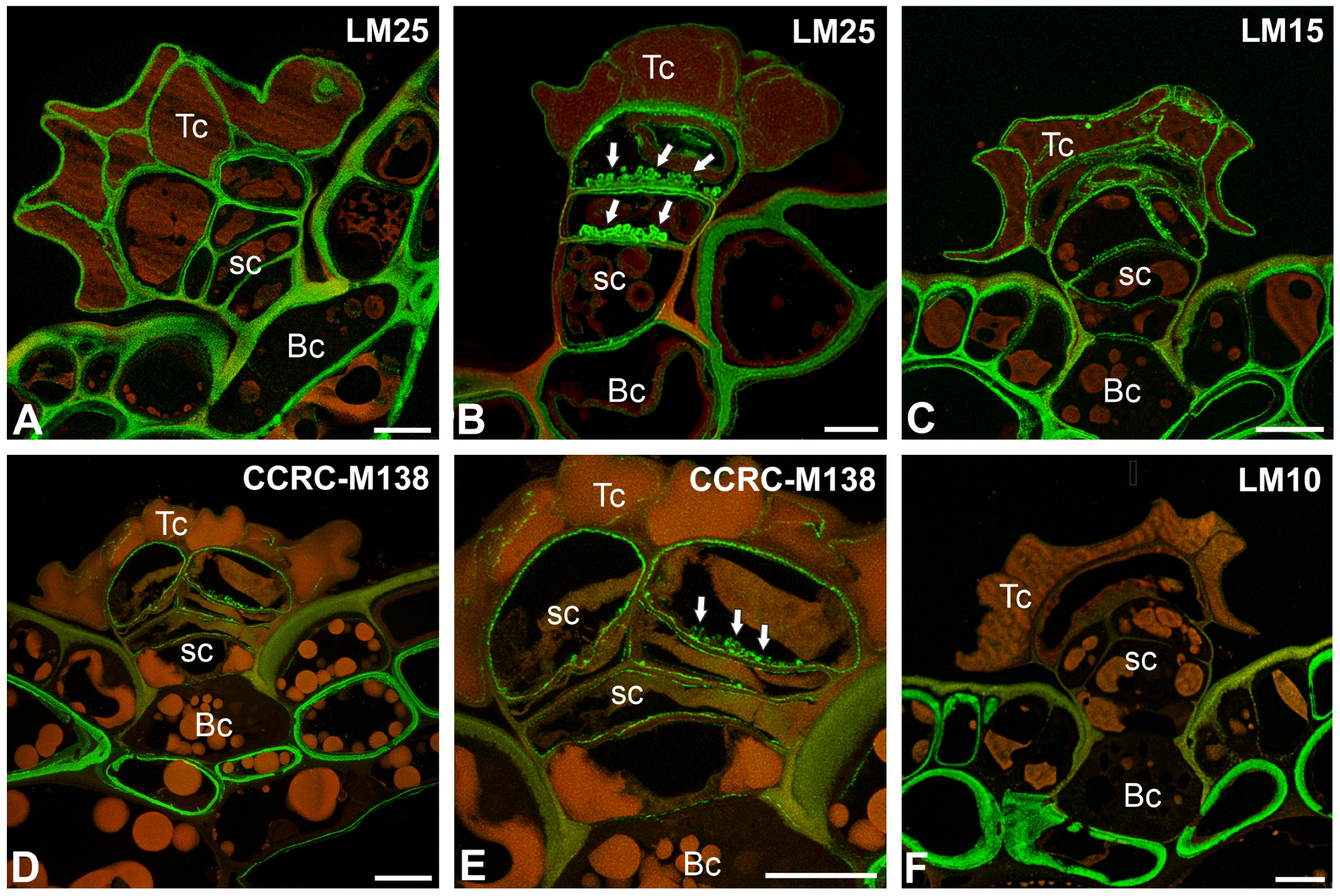 Ijms 26 07788 g006 Ijms 26 07788 g006