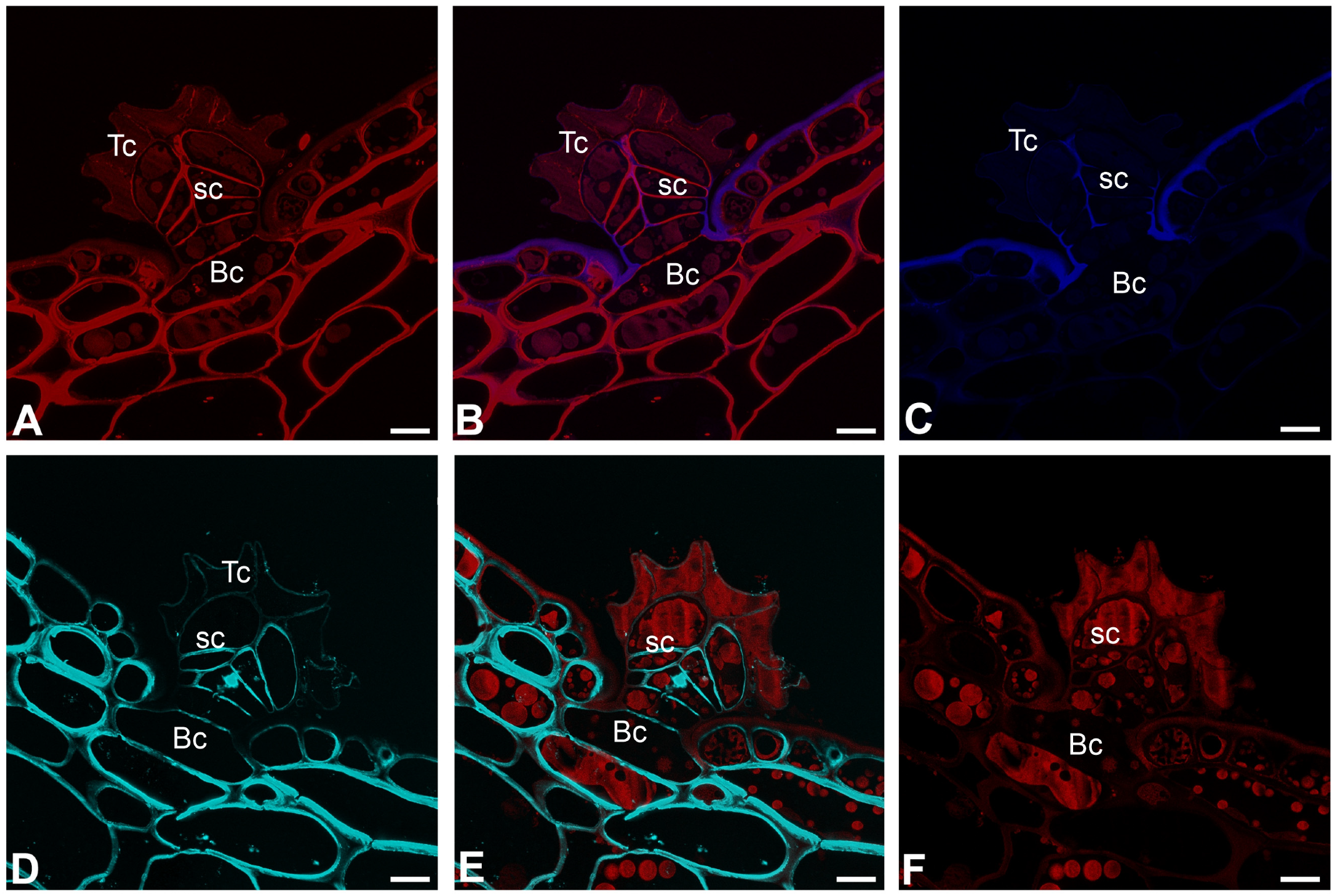 Ijms 26 07788 g007 Ijms 26 07788 g007