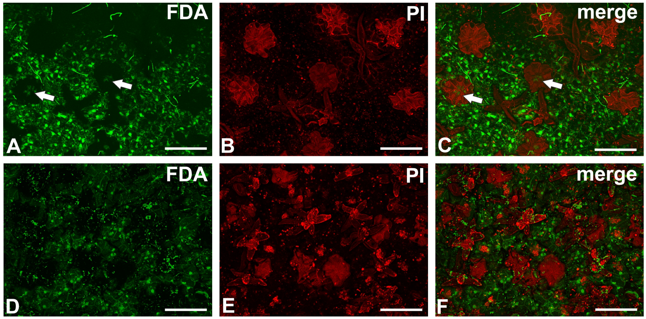 Ijms 26 07788 g008 Ijms 26 07788 g008
