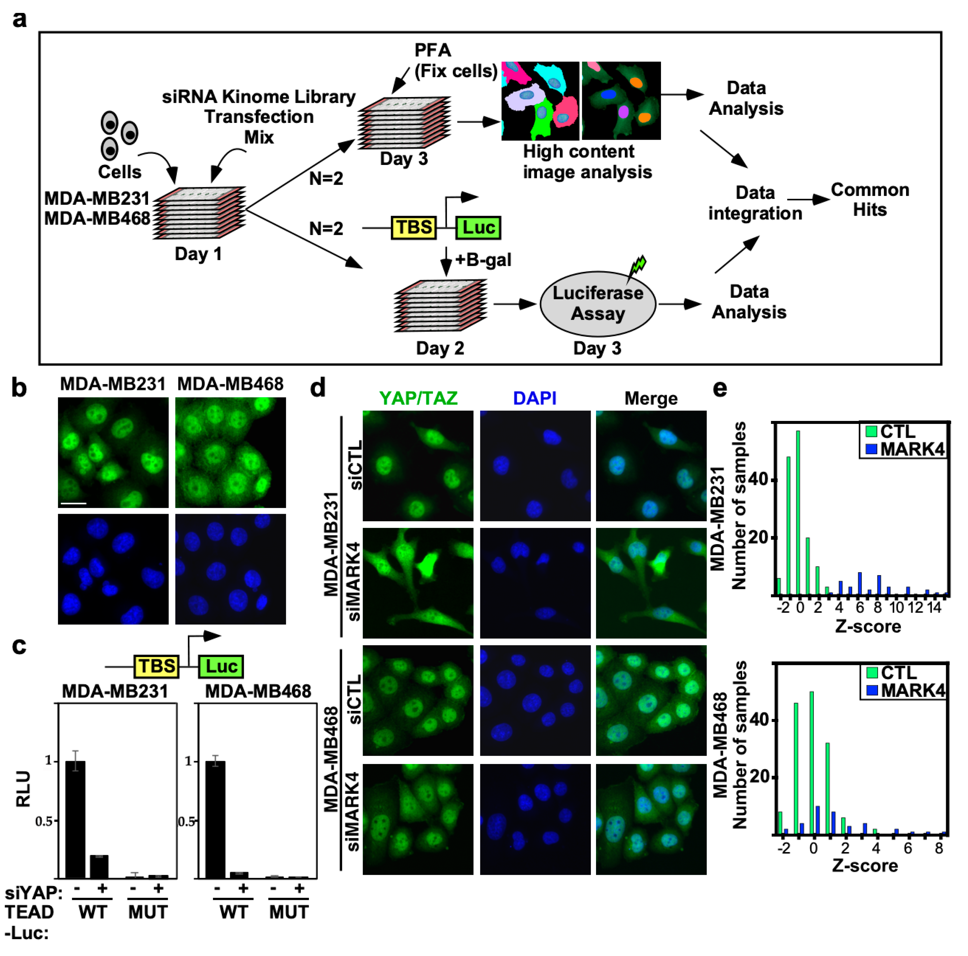 Ijms 26 07810 g001 Ijms 26 07810 g001