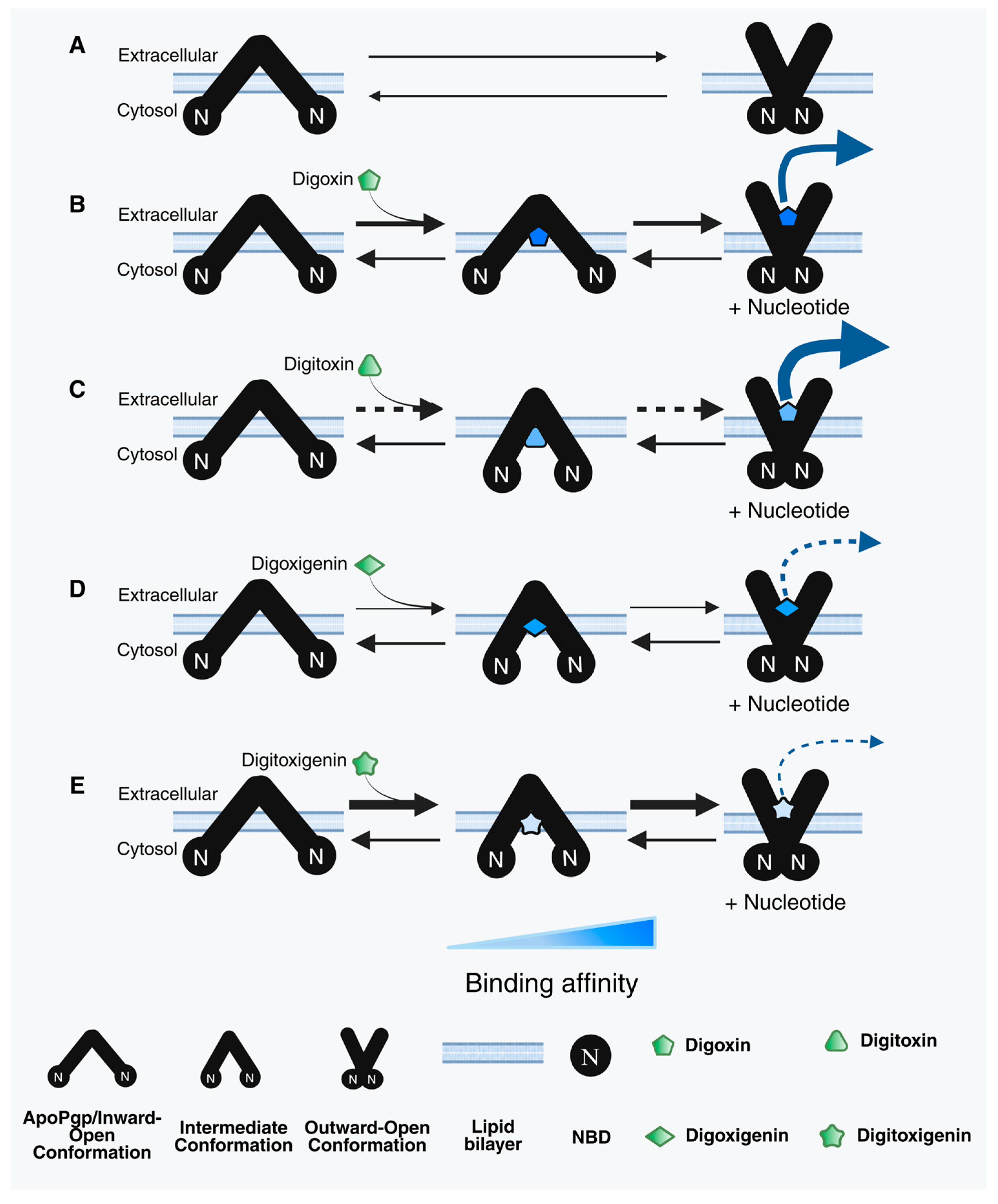 Ijms 26 07813 g006 Ijms 26 07813 g006