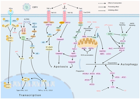 Strategies of Classical Swine Fever Immune Evasion