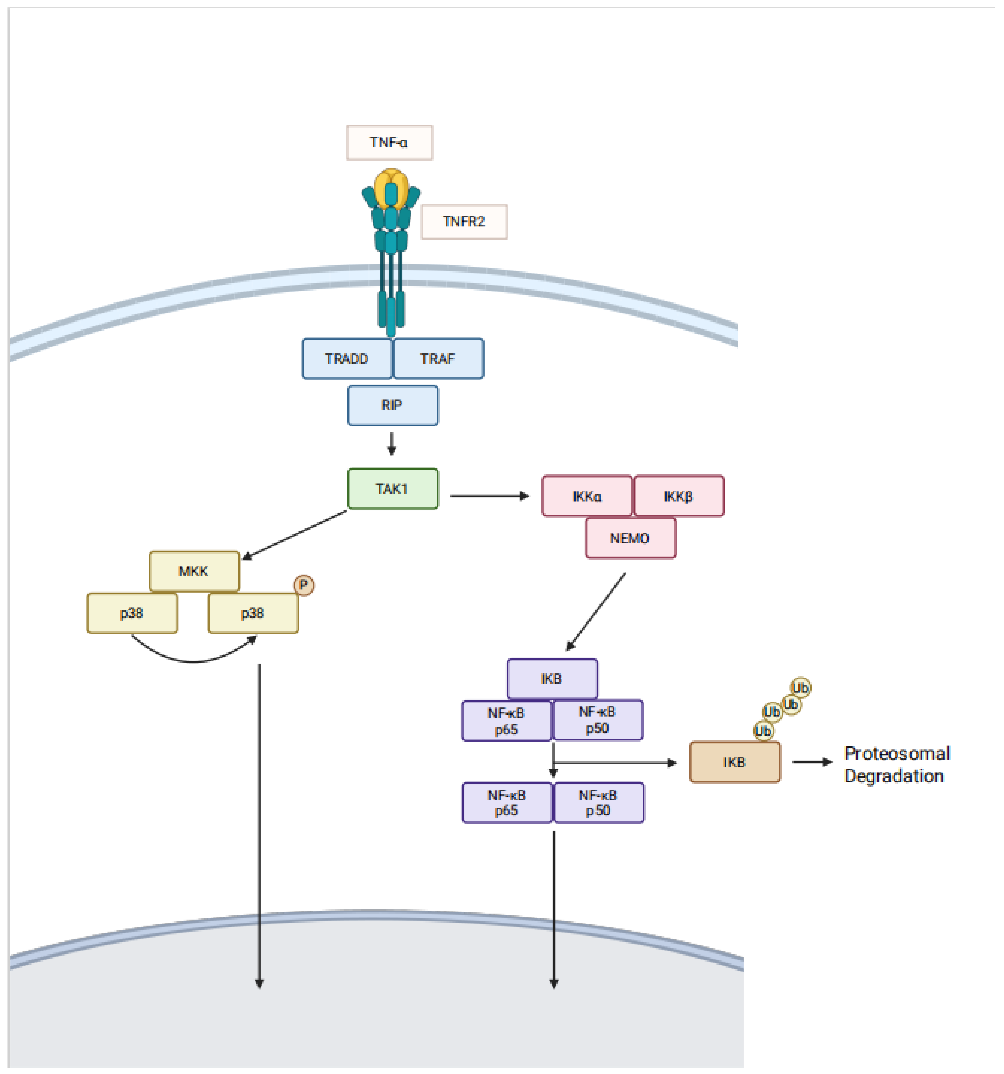 Ijms 26 07839 g001 Ijms 26 07839 g001