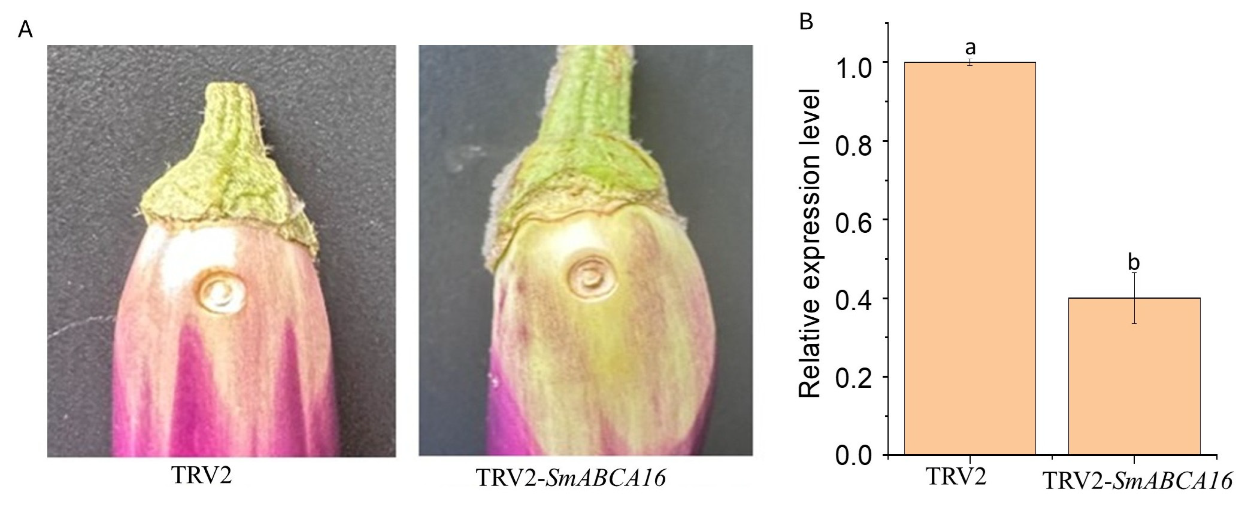 Ijms 26 07848 g008 Ijms 26 07848 g008
