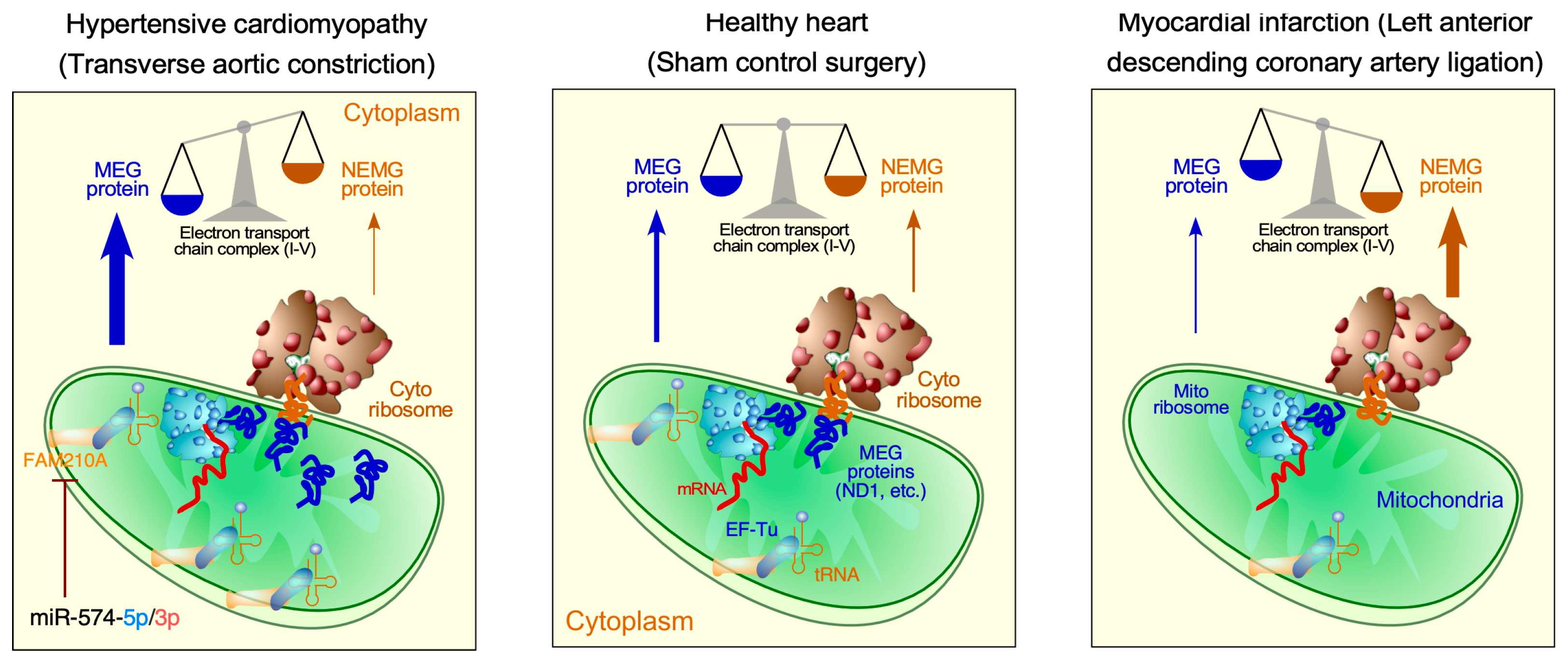 Ijms 26 07863 g004 Ijms 26 07863 g004