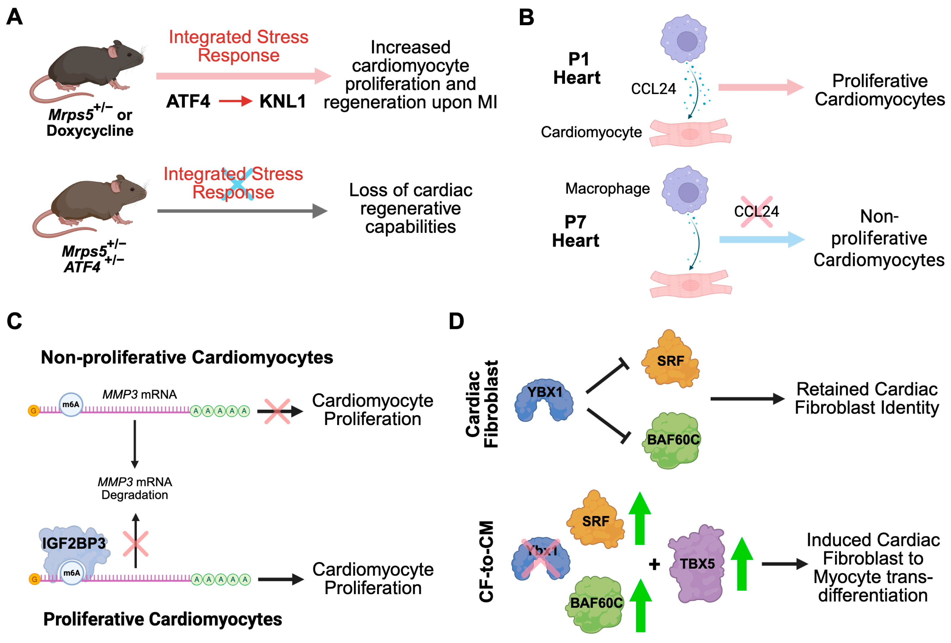 Ijms 26 07863 g005 Ijms 26 07863 g005