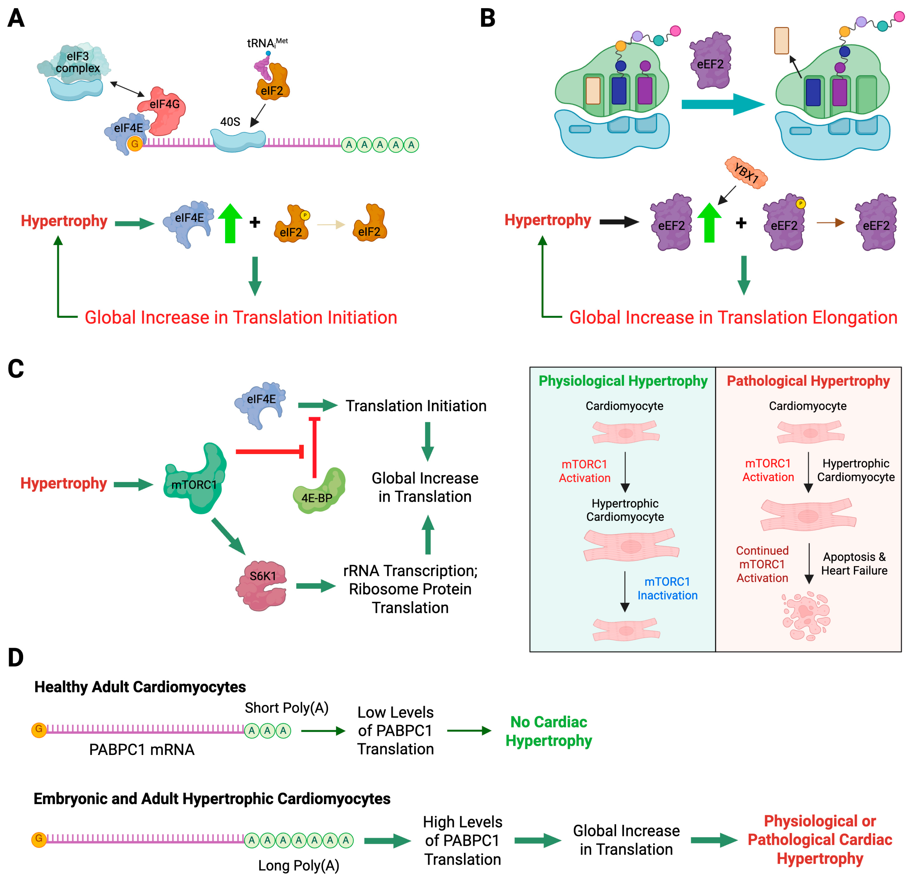 Ijms 26 07863 g006 Ijms 26 07863 g006