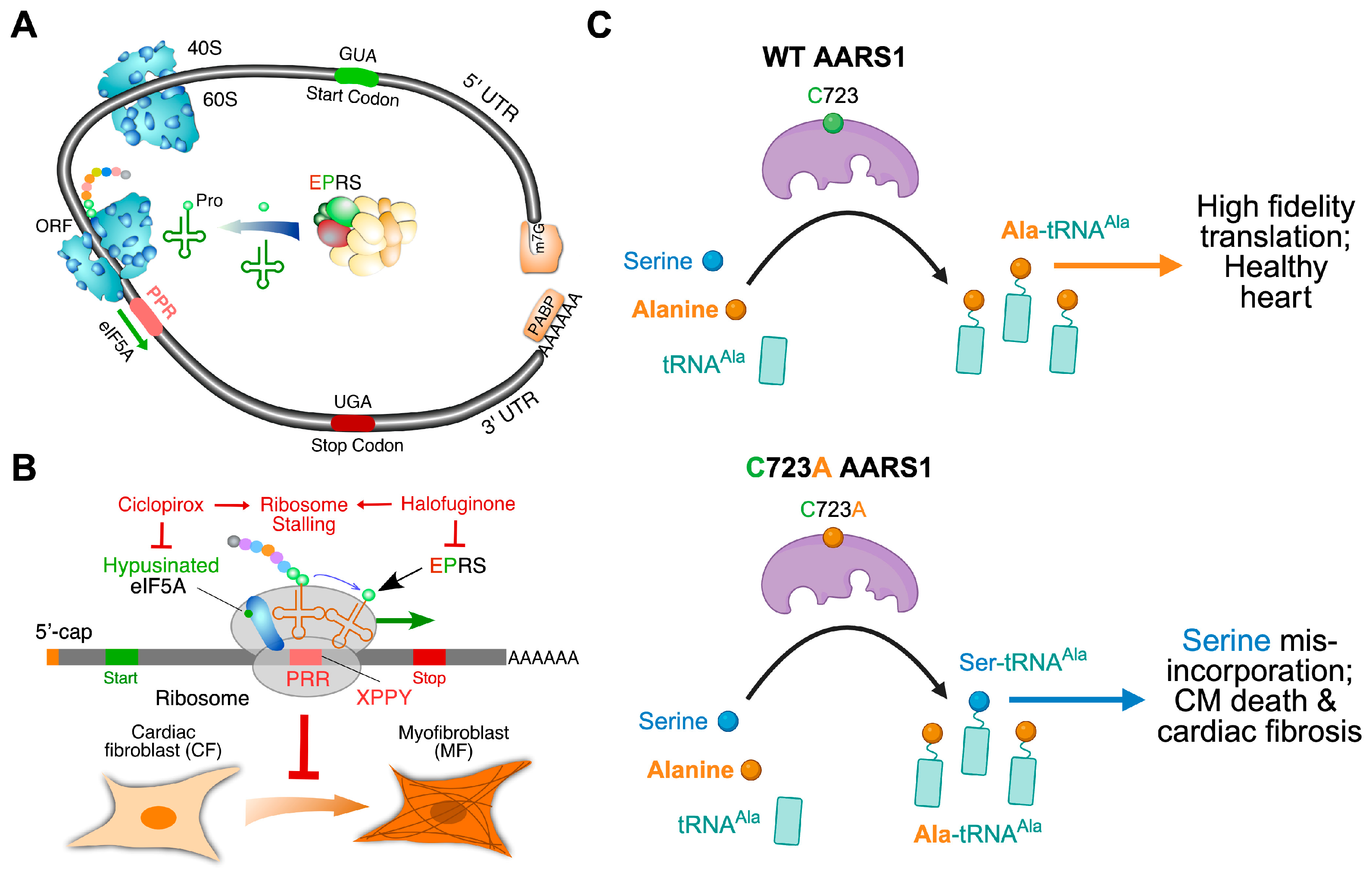 Ijms 26 07863 g007 Ijms 26 07863 g007