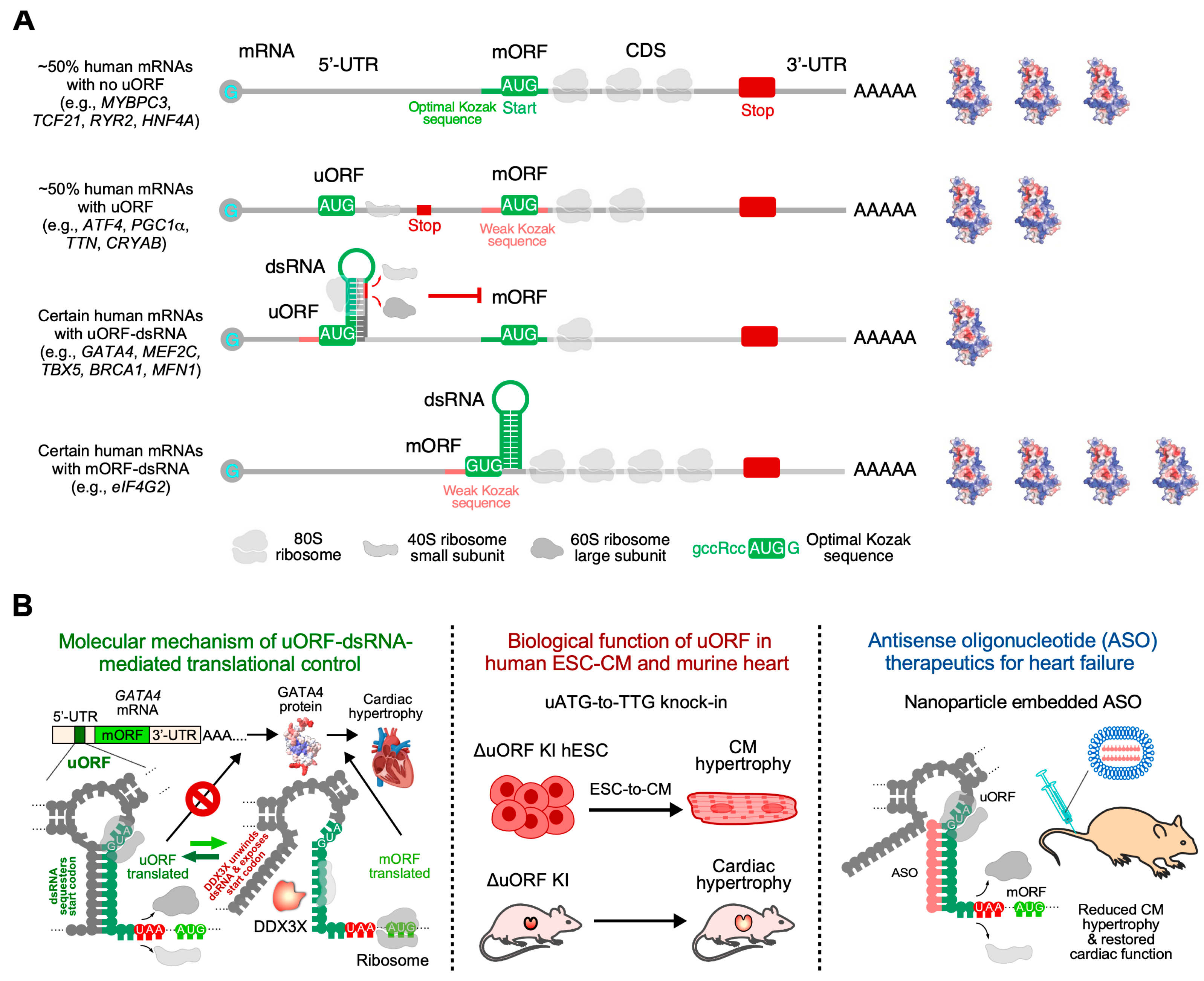 Ijms 26 07863 g008 Ijms 26 07863 g008