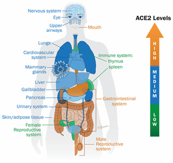 Do Long COVID and COVID Vaccine Side Effects Share Pathophysiological  Picture and Biochemical Pathways?