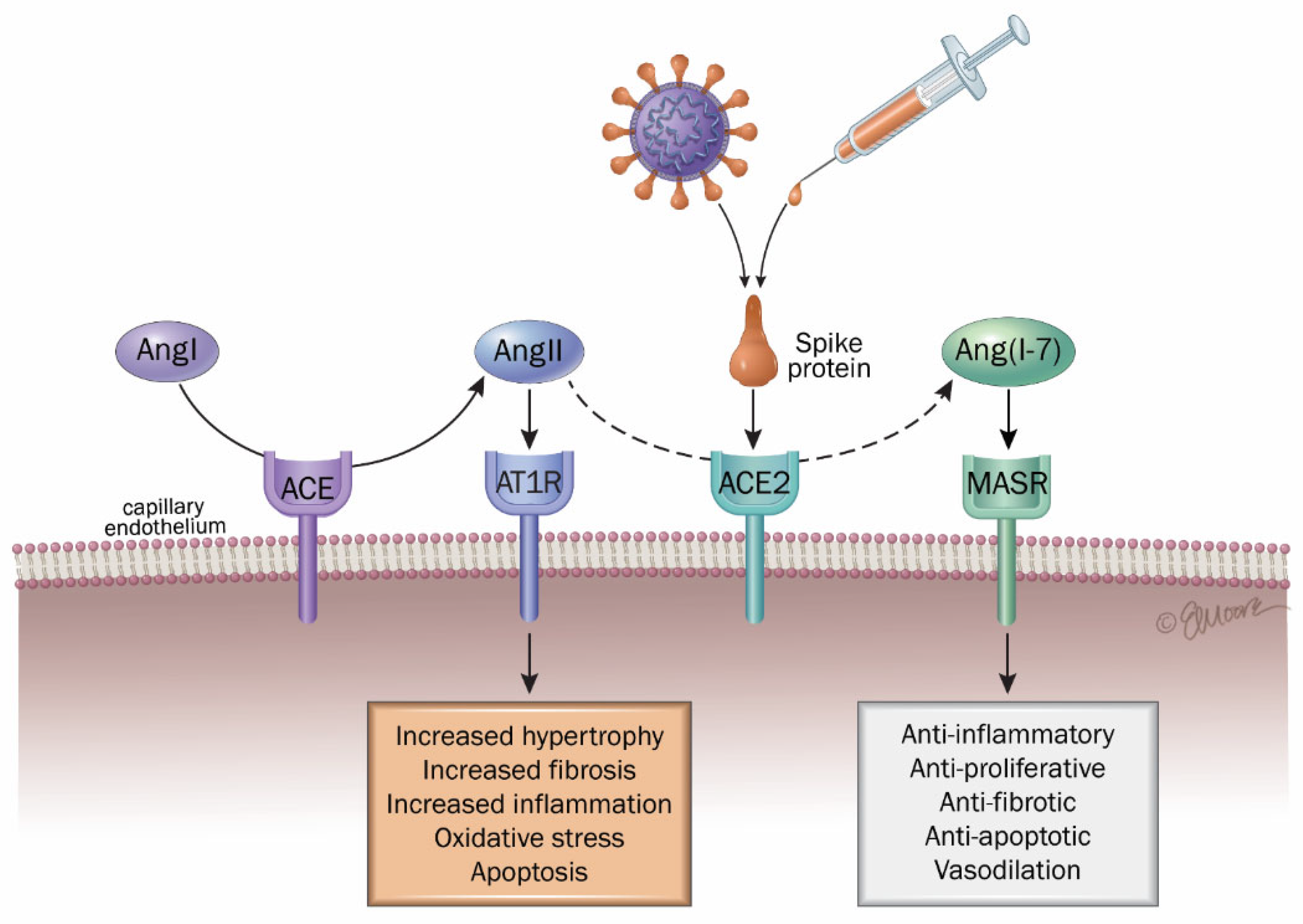 Ijms 26 07879 g002 Ijms 26 07879 g002