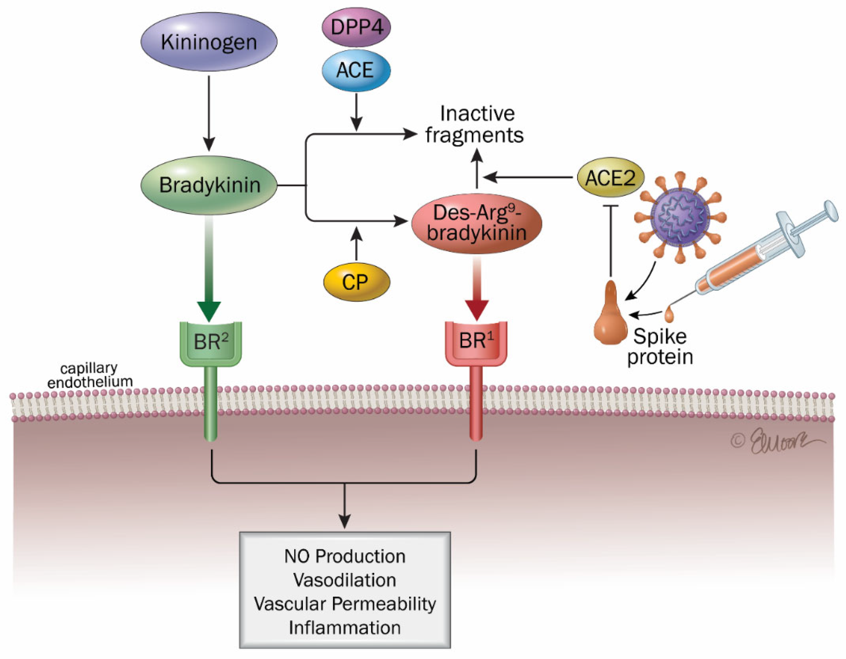 Ijms 26 07879 g003 Ijms 26 07879 g003