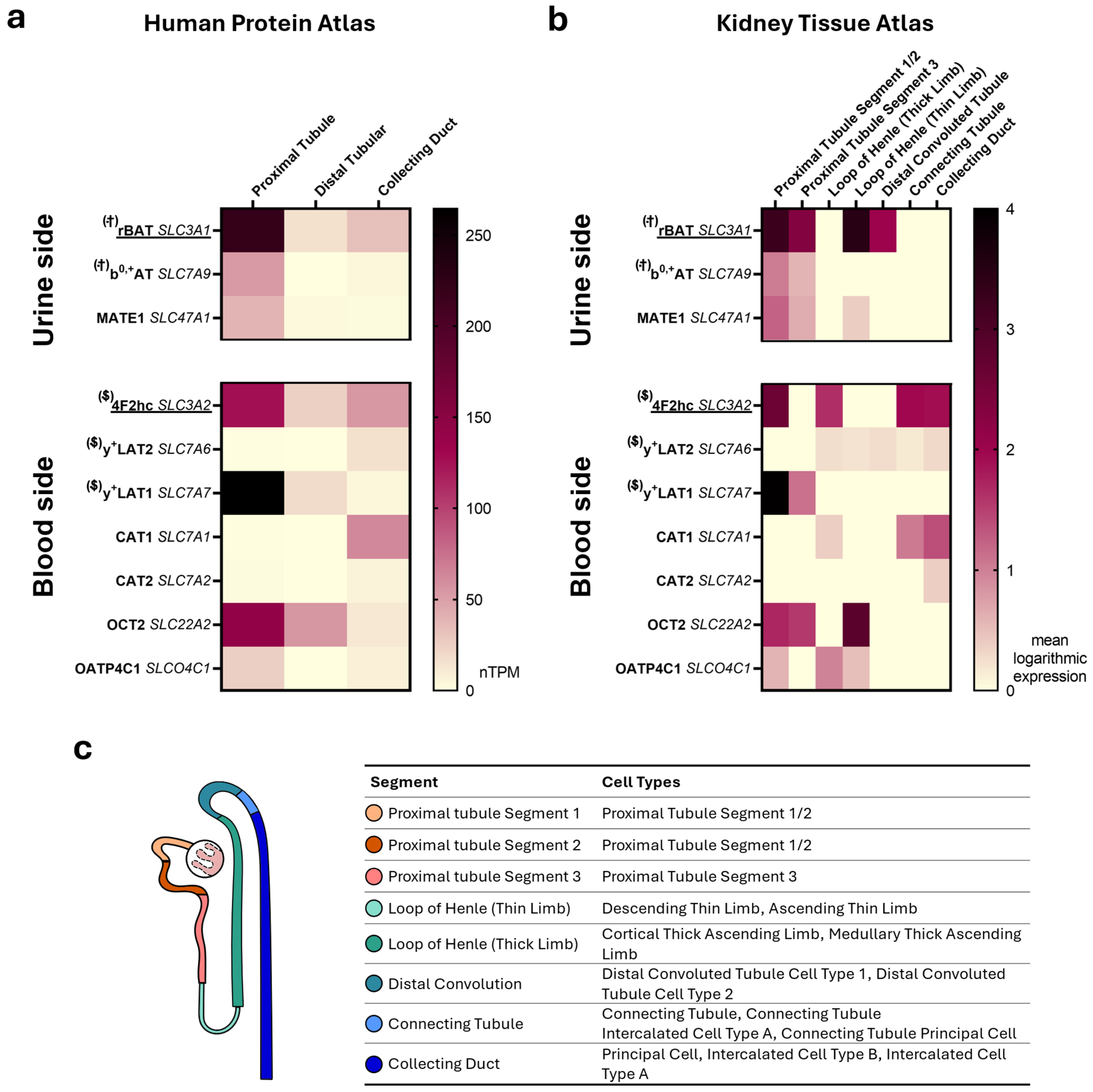 Ijms 26 07899 g001 Ijms 26 07899 g001