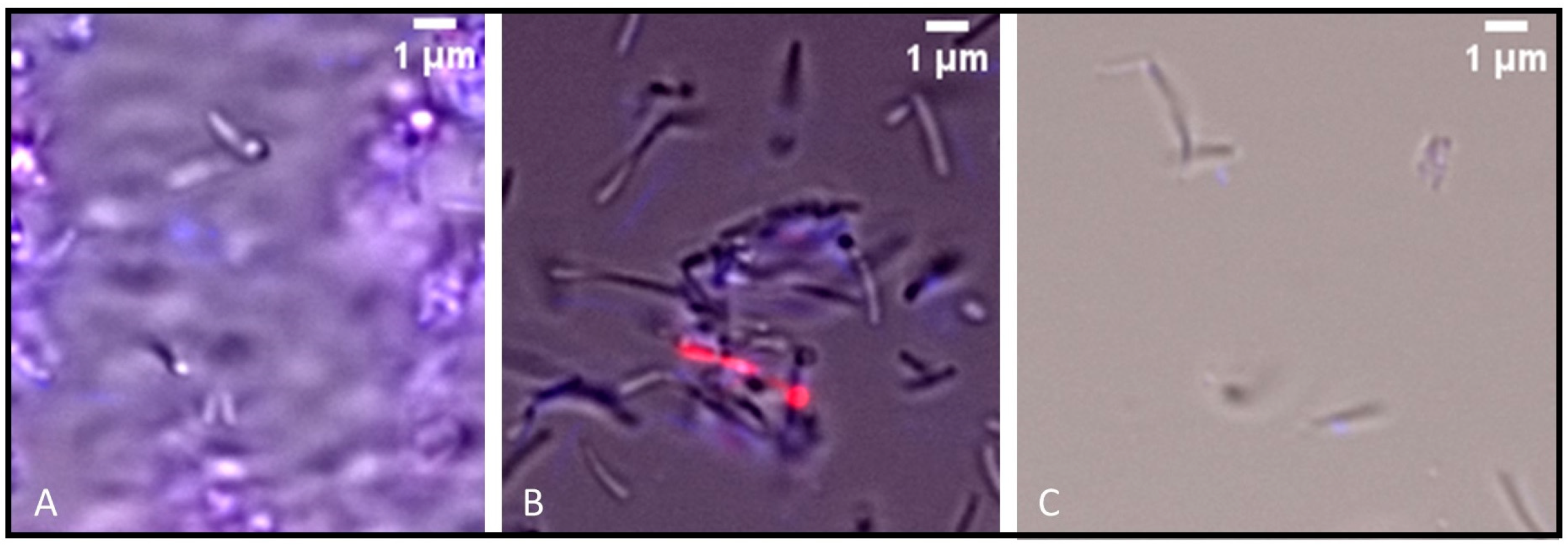 Ijms 26 07904 g004 Ijms 26 07904 g004