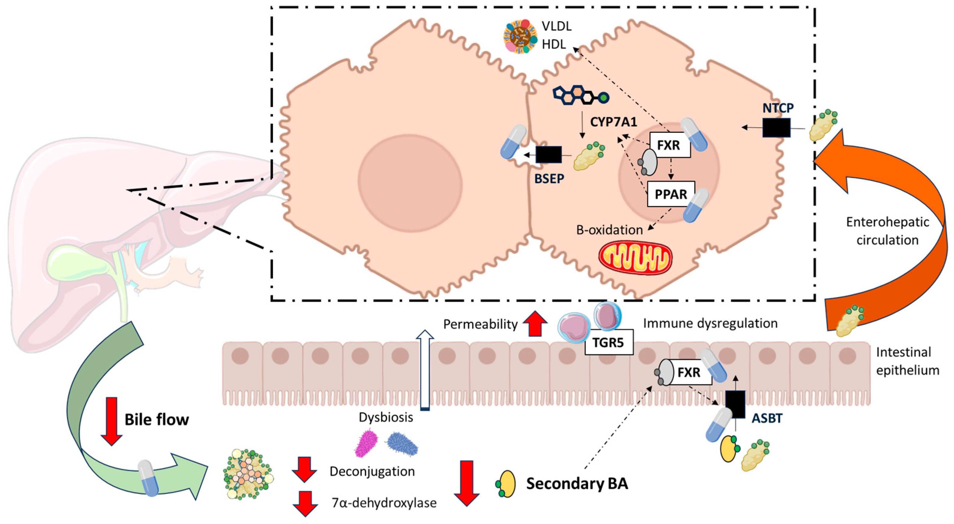 Ijms 26 07905 g001 Ijms 26 07905 g001