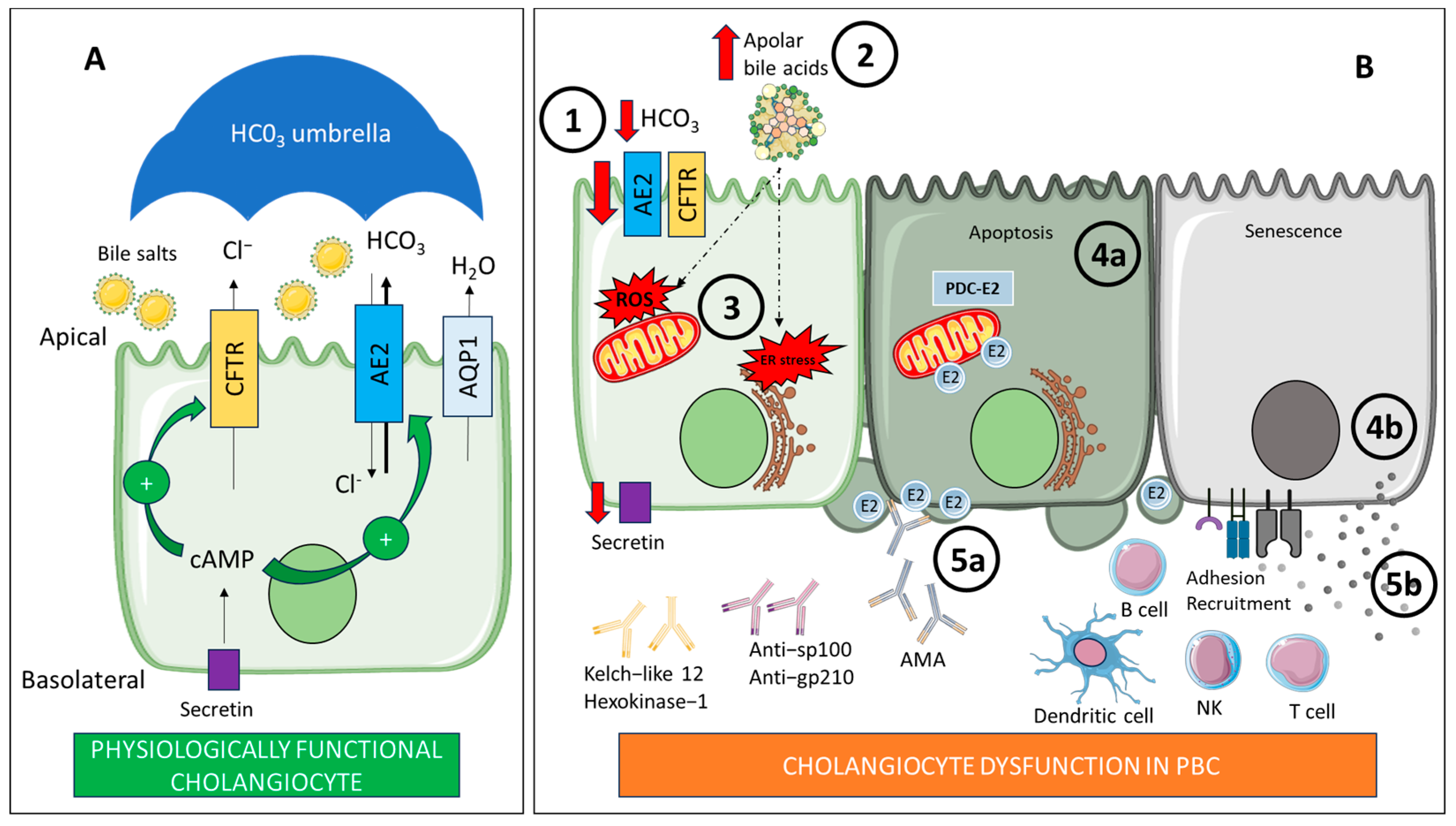 Ijms 26 07905 g003 Ijms 26 07905 g003