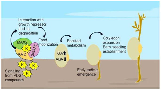does cigarette smoke affect plant growth science project Role of Plant-Derived Smoke Solution on Plants Under Stress