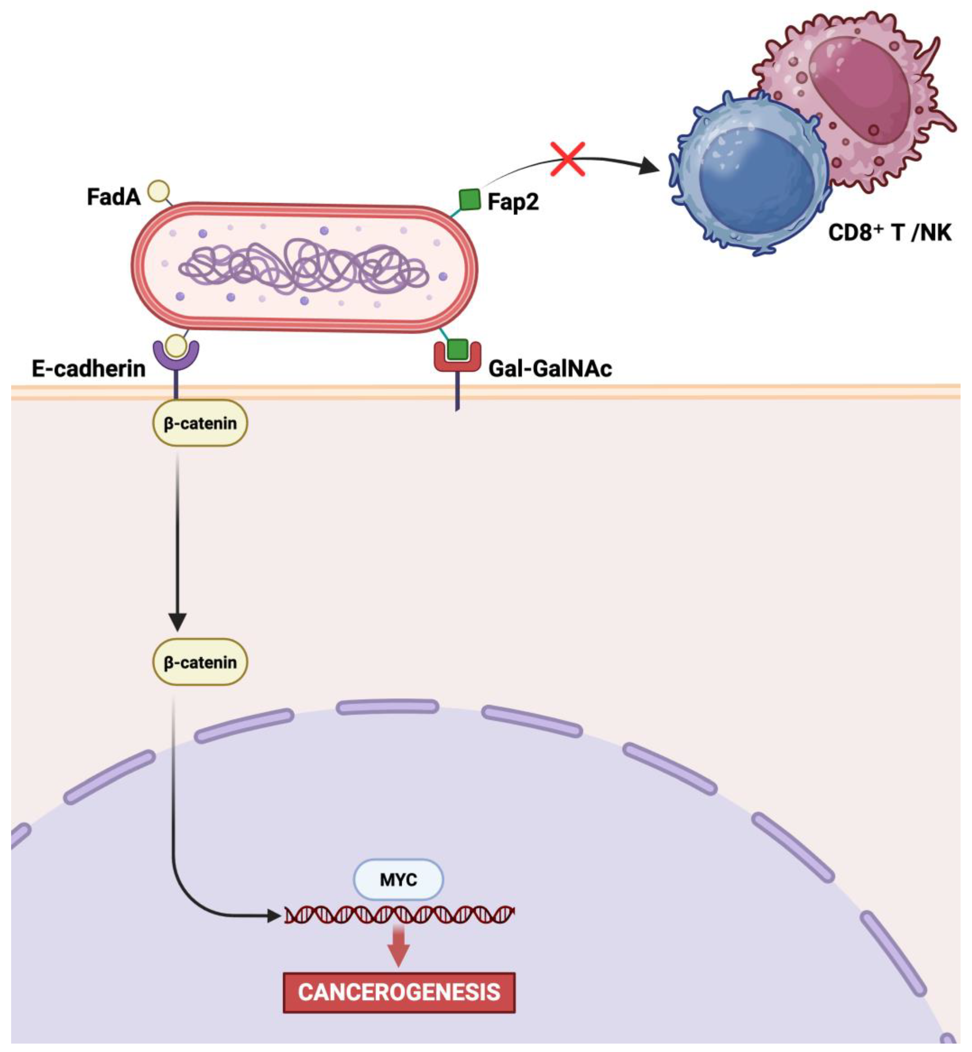 Ijms 26 07915 g001 Ijms 26 07915 g001