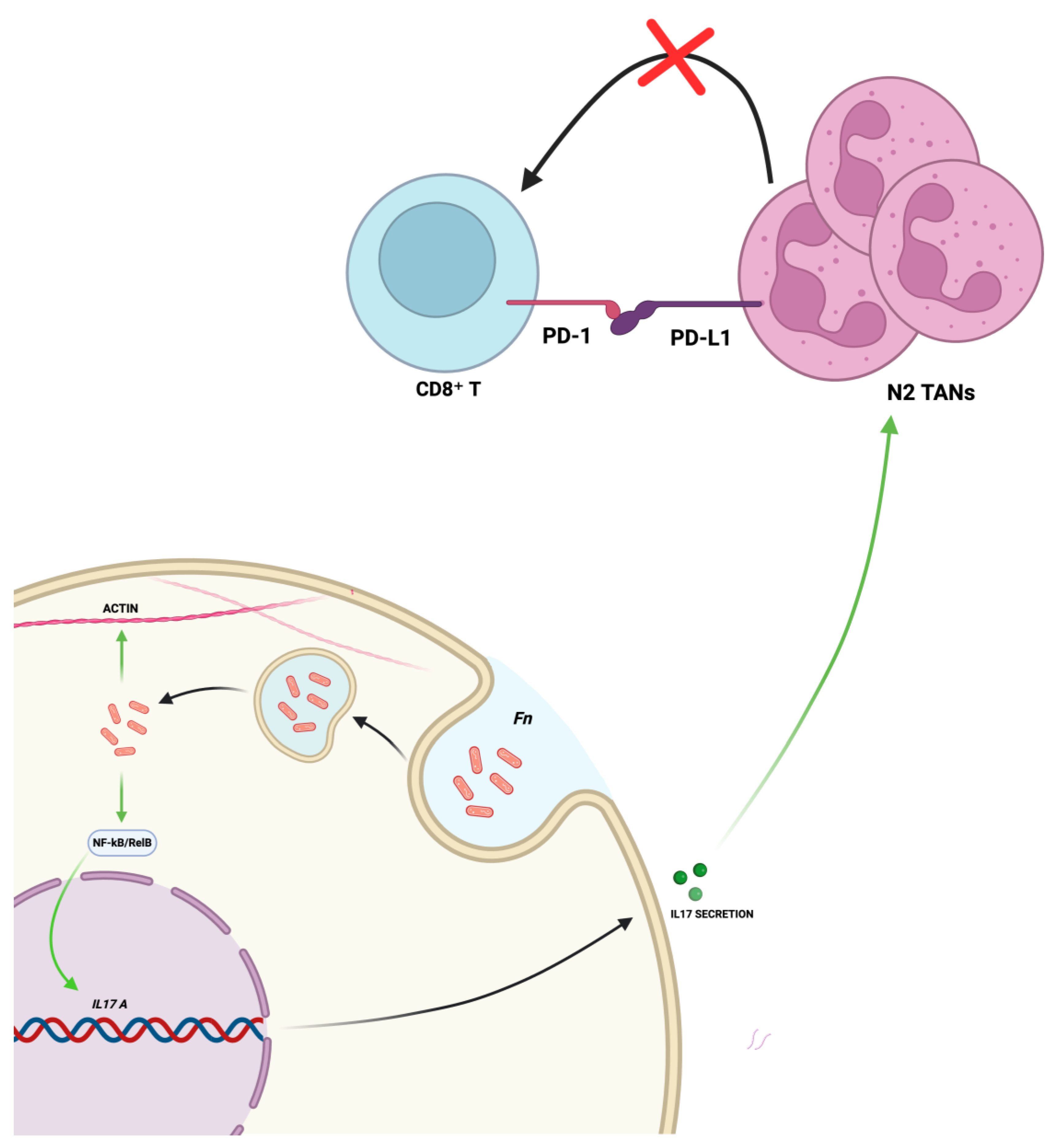 Ijms 26 07915 g002 Ijms 26 07915 g002