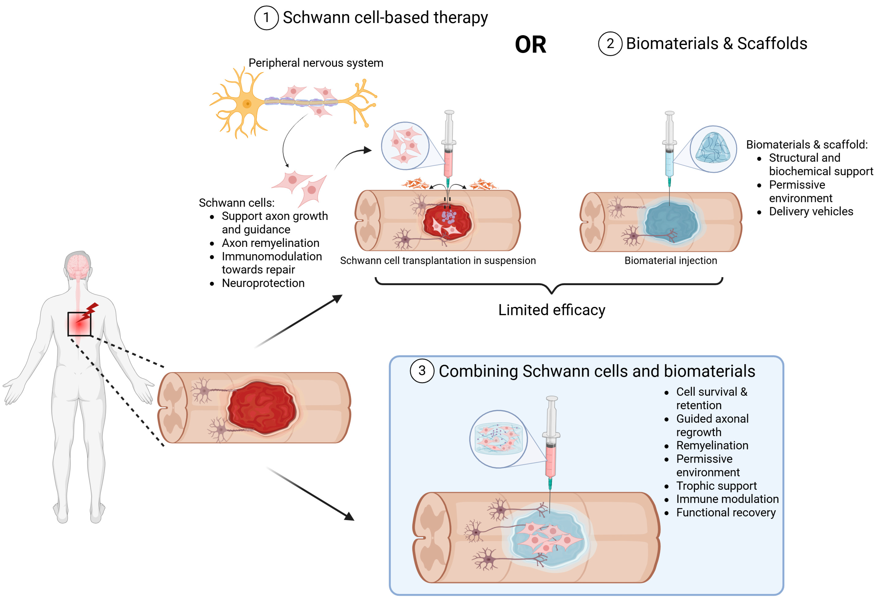 Ijms 26 07922 g001 Ijms 26 07922 g001