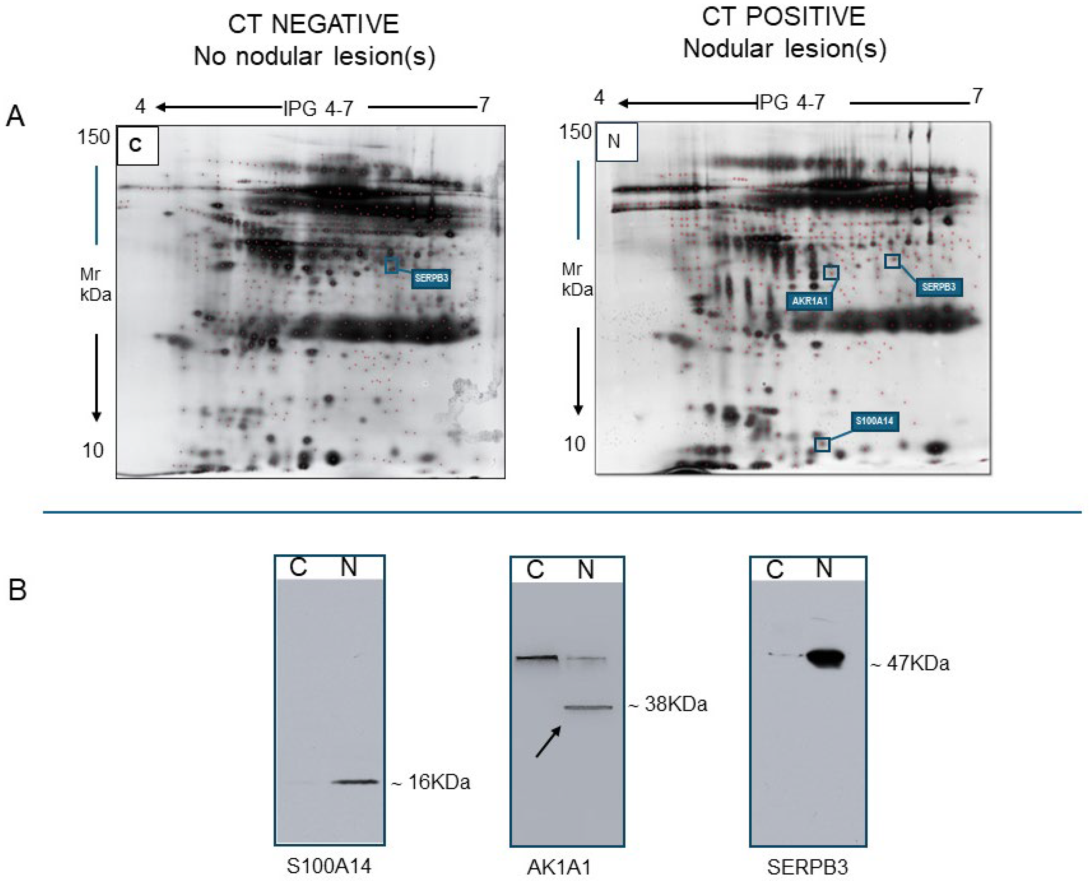 Ijms 26 07924 g010 Ijms 26 07924 g010