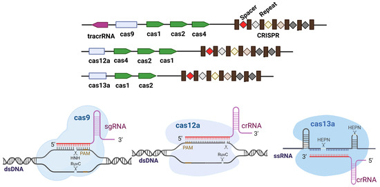 CRISPR/Cas-Mediated Optimization of Soybean Shoot Architecture for
