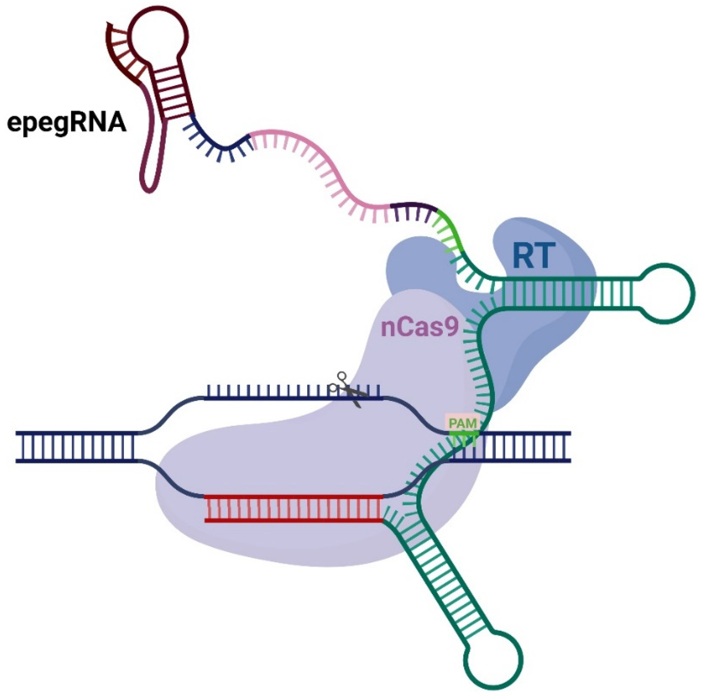 Ijms 26 07943 g001 Ijms 26 07943 g001