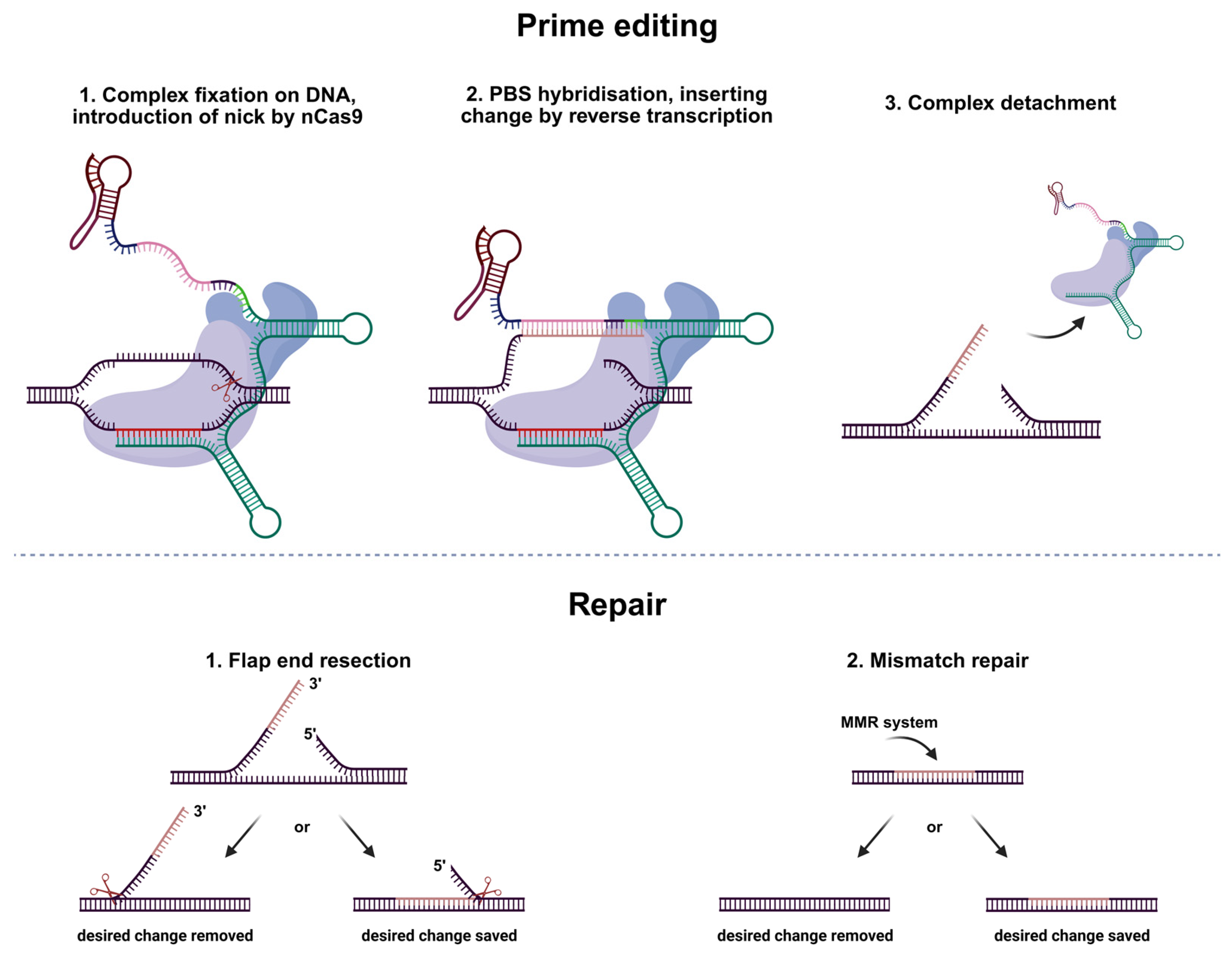 Ijms 26 07943 g002 Ijms 26 07943 g002